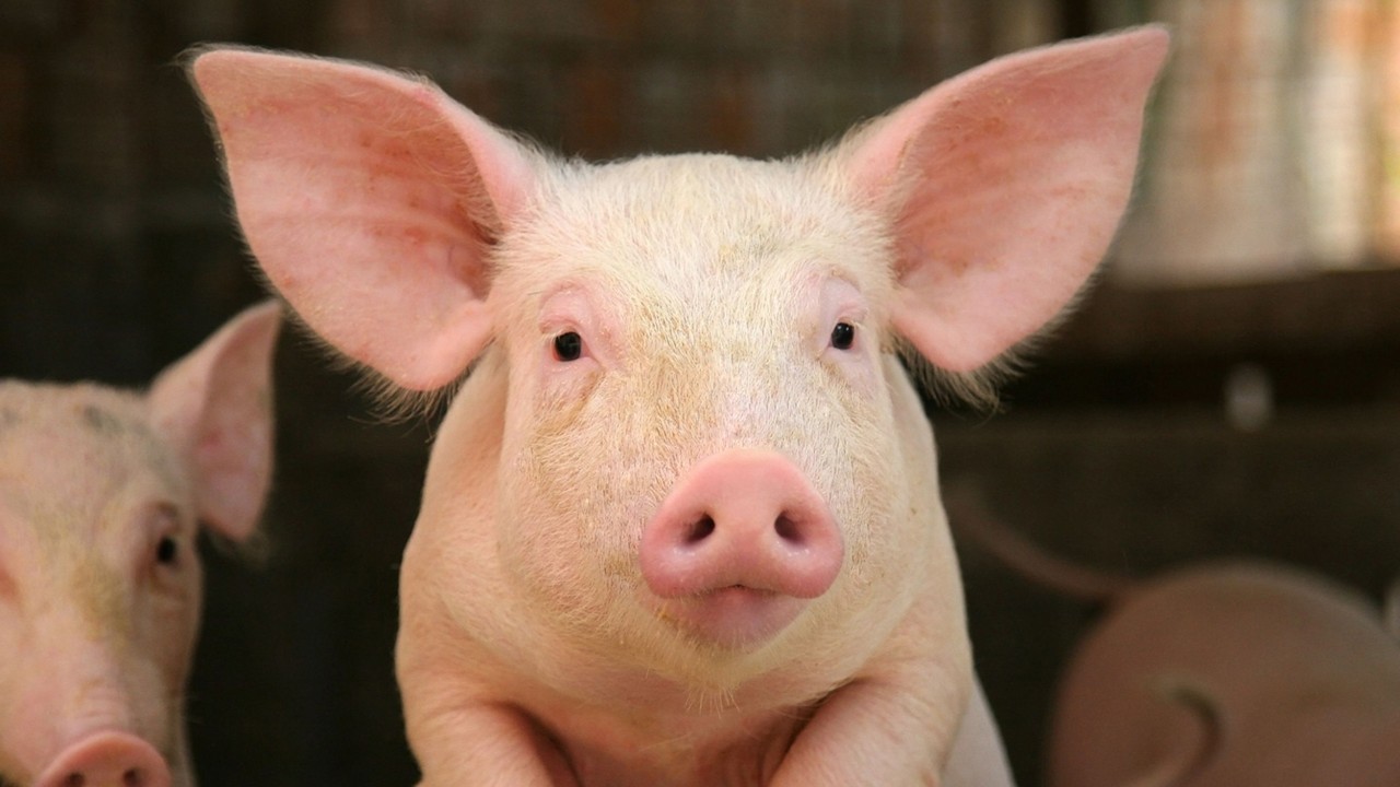 L’utilisation de MGH s’est d’abord faite dans les élevages porcins