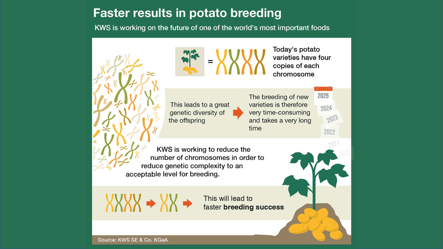 Faster results in potato breeding