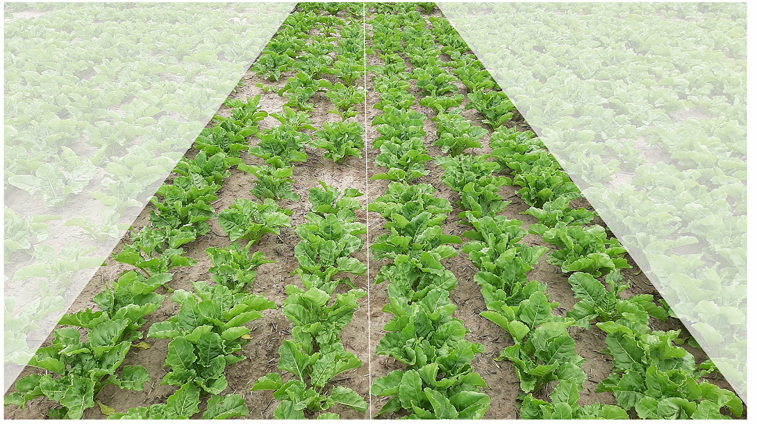 The sugar beet plants on the right were treated with a biological seed coating in addition to the previous standard coating (see left). The Biologicals improve the juvenile plant development and a more homogeneous emergence of the sugar beet seedlings in the field