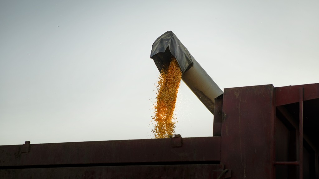 Thousands of corn grains fly onto a trailer during the harvest.