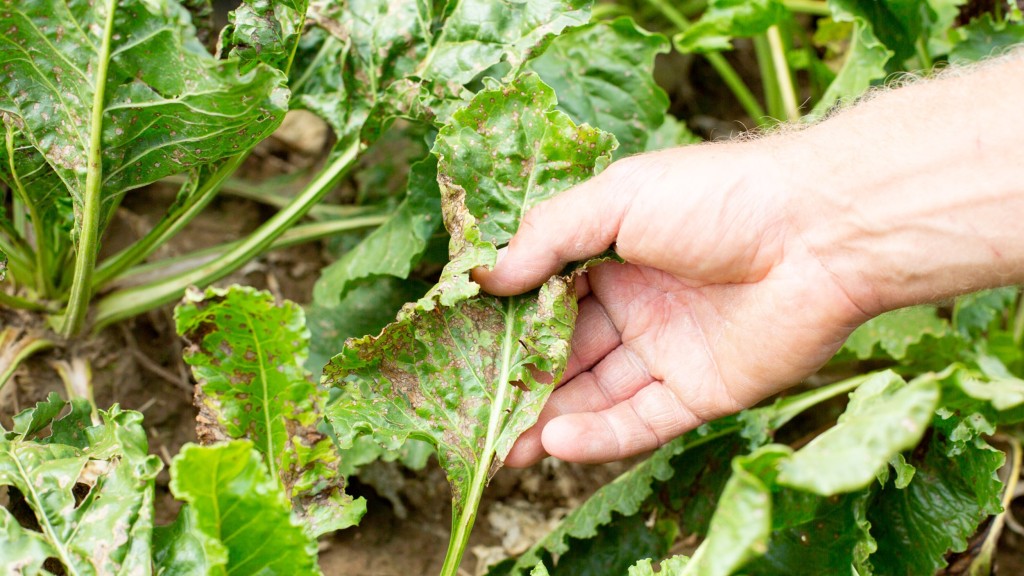 A hand reaches for a sugar beet leaf infested with the fungus Cercospora. KWS experimental field in Plattling (Bavaria).