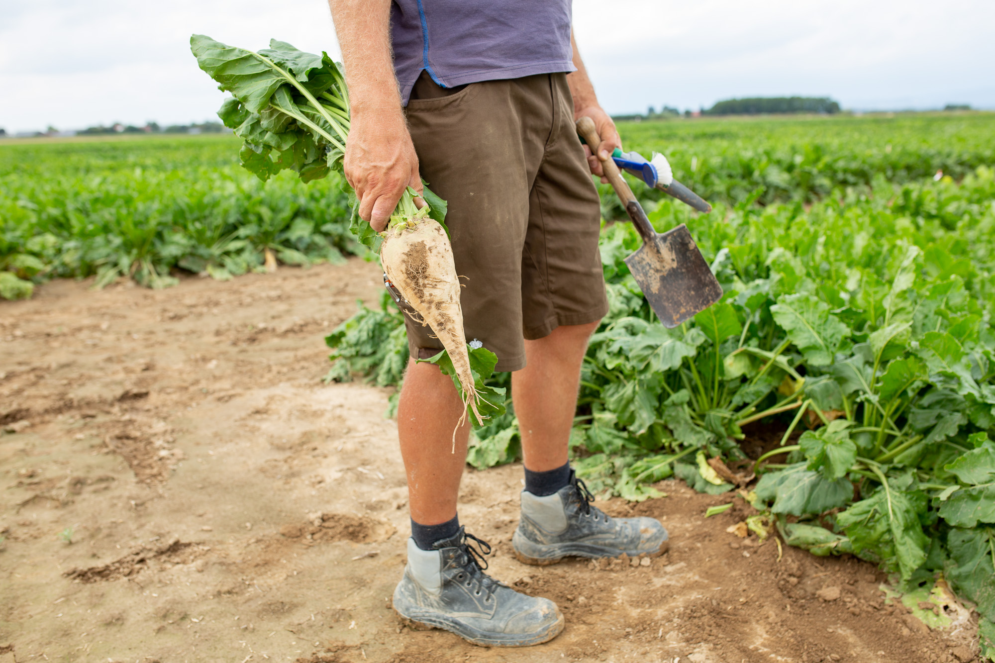 A man is holding a sugar beet just harvested by hand and a spade in his hands on a KWS test field in Plattling (Bavaria).