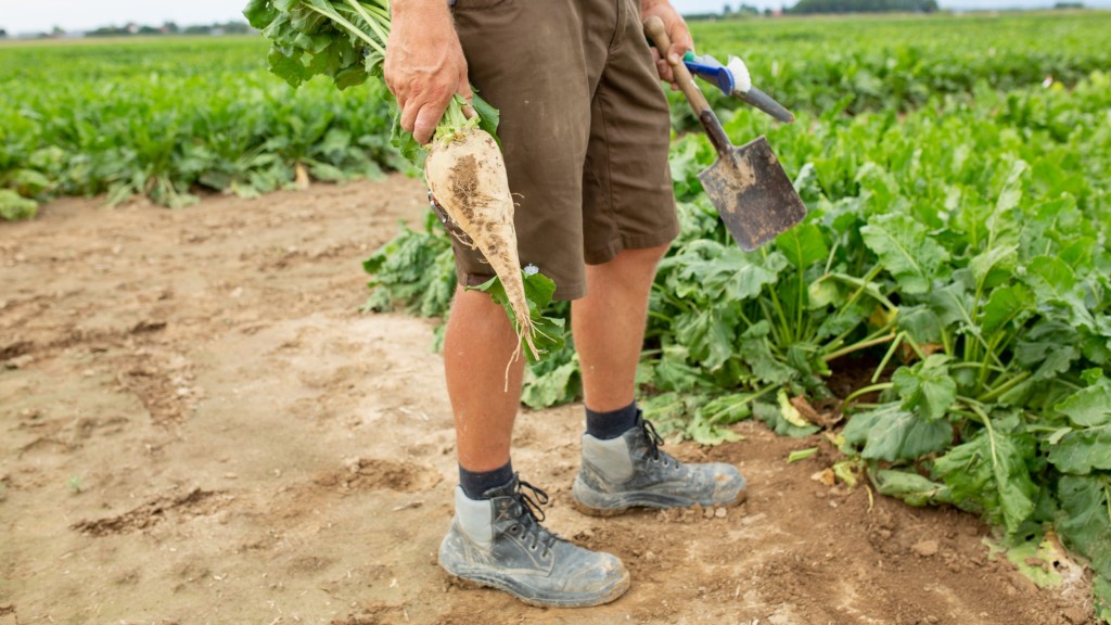 A man is holding a sugar beet just harvested by hand and a spade in his hands on a KWS test field in Plattling (Bavaria).