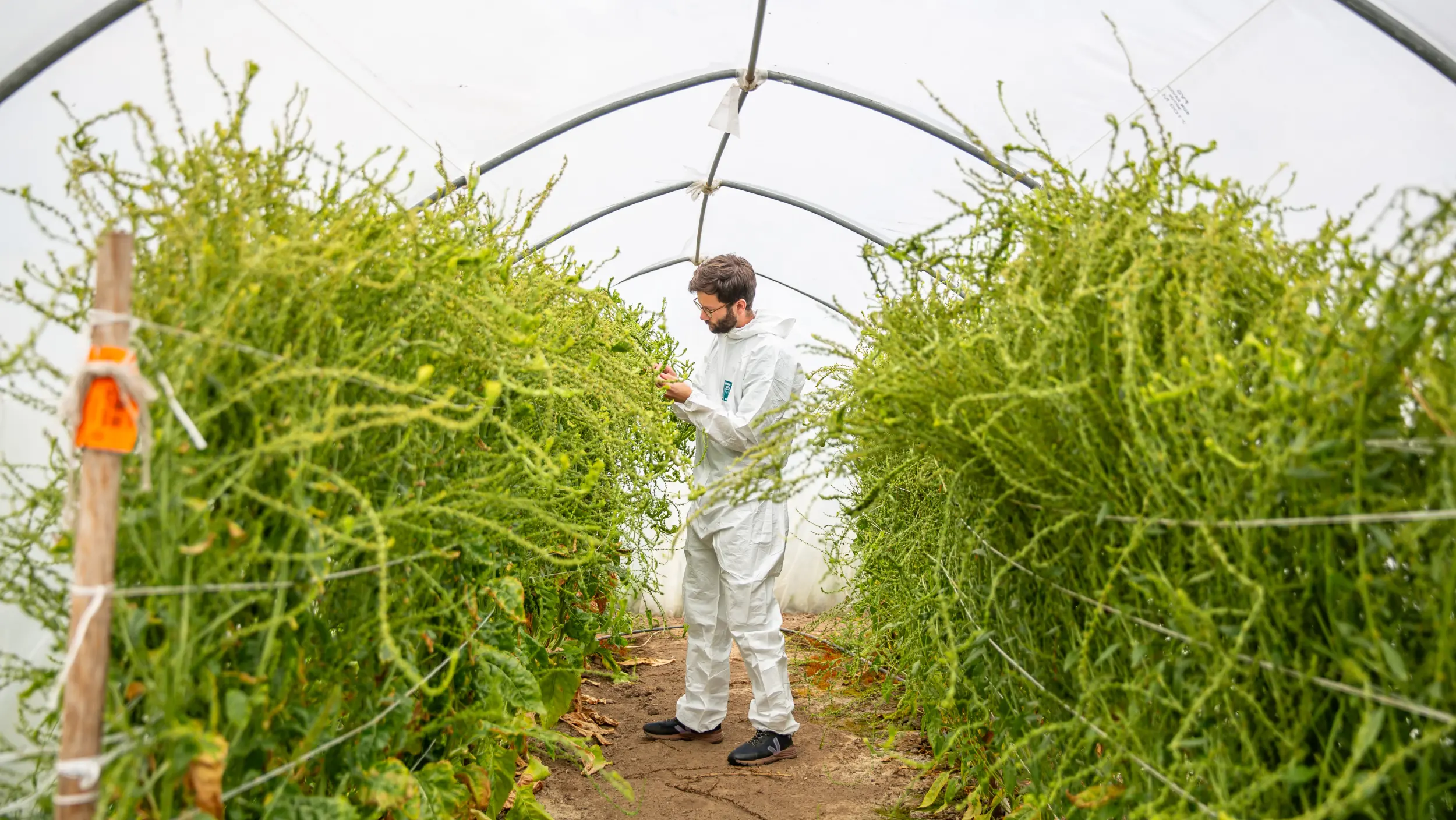 A researcher in a white protective suit in front of tall plants in the greenhouse