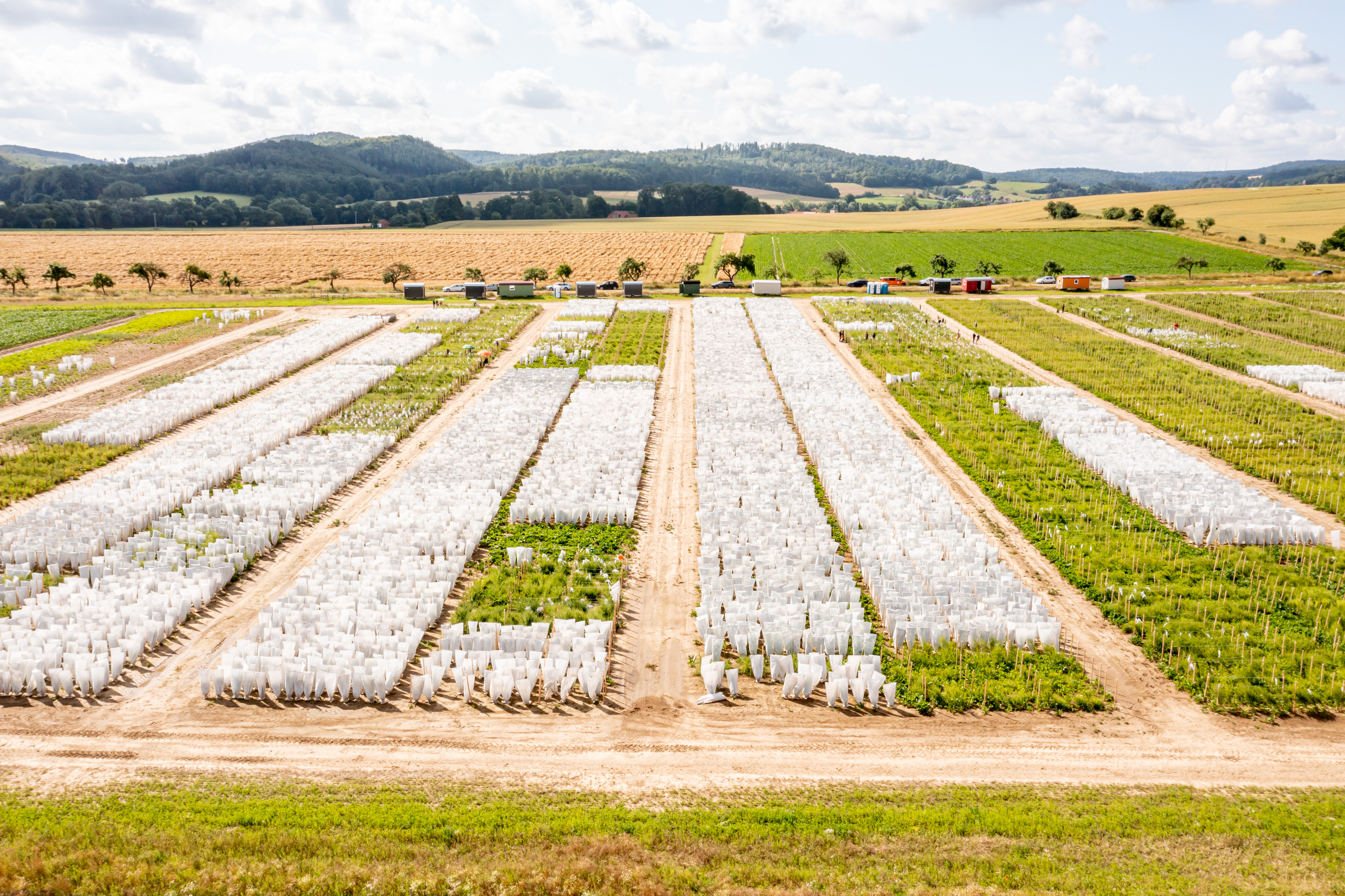 In trial fields like this, around 1,800 castrations are carried out and around 15,000 to 18,000 beet plants are packed in isolation bags within 4 weeks.