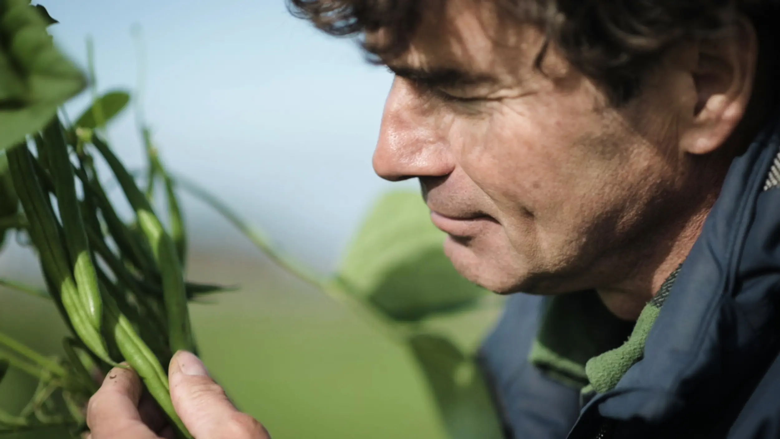 The breeder Gerthon van de Bunt examines beans on plants