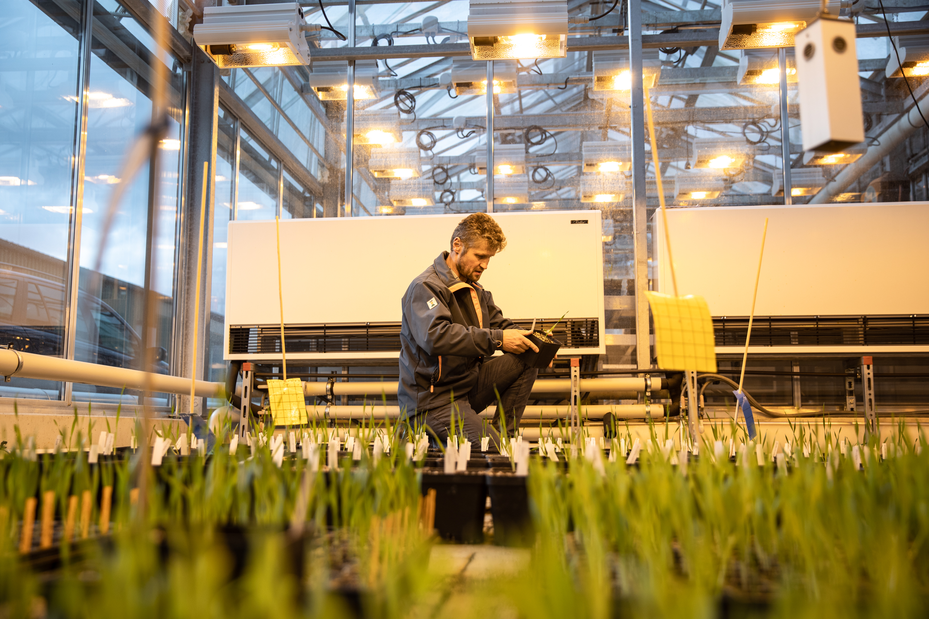 Klaus Oldach inspects the growth of the barley plants in the greenhouse.