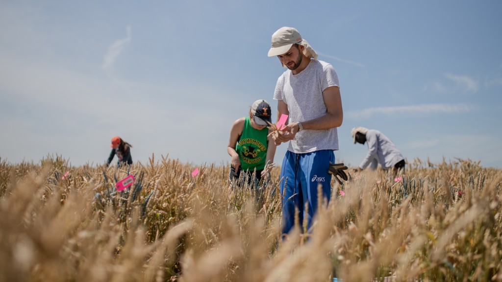 KWS employees harvest wheat for plant breeding.