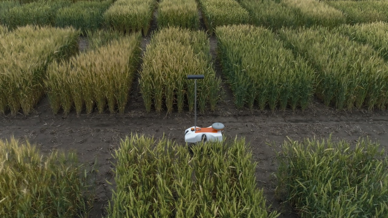 The TerraSentia robot of the agricultural start-up EarthSense drives through the parcels of a wheat trial field.