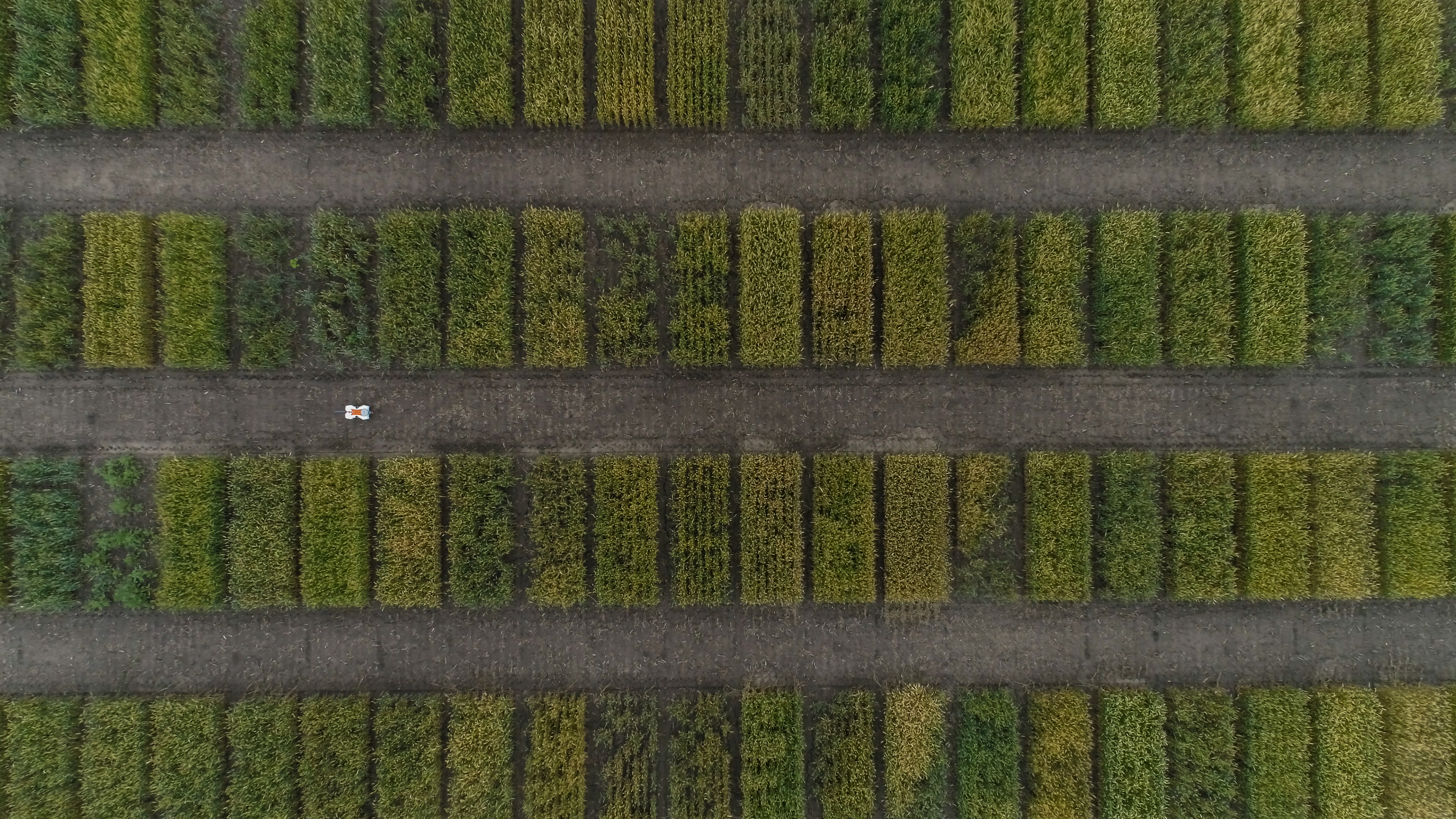 The TerraSentia robot of the agricultural start-up EarthSense drives through the parcels of a wheat trial field (aerial photograph).