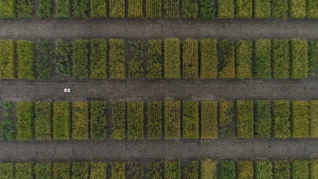 The TerraSentia robot of the agricultural start-up EarthSense drives through the parcels of a wheat trial field (aerial photograph).