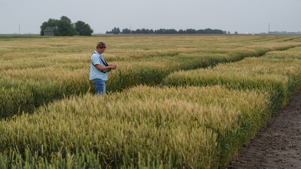 Jana Murche, Head of Wheat Breeding in the USA, stands on a KWS wheat trial field in Champaign (Illinois, USA).