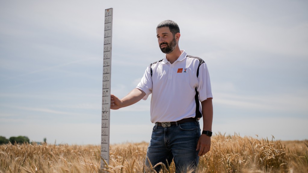 KWS wheat breeder Mark Christopher stands in a wheat field, carrying a large folding rule to determine the height of the plants.