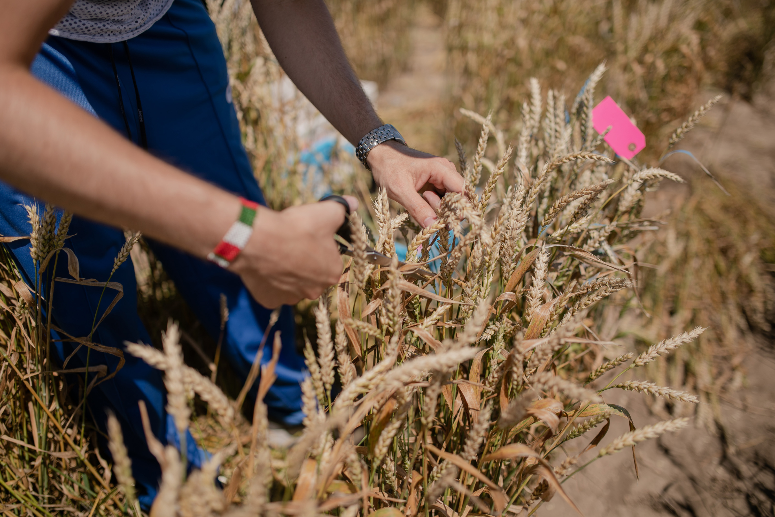 A KWS employee cuts wheat with scissors and collects the wheat for further plant breeding.