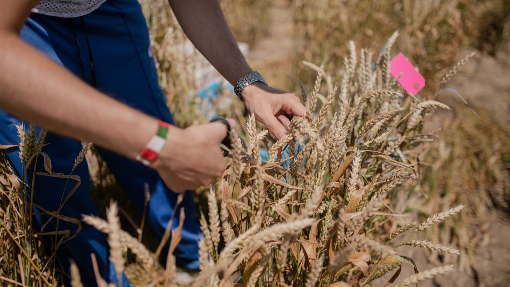 A KWS employee cuts wheat with scissors and collects the wheat for further plant breeding.