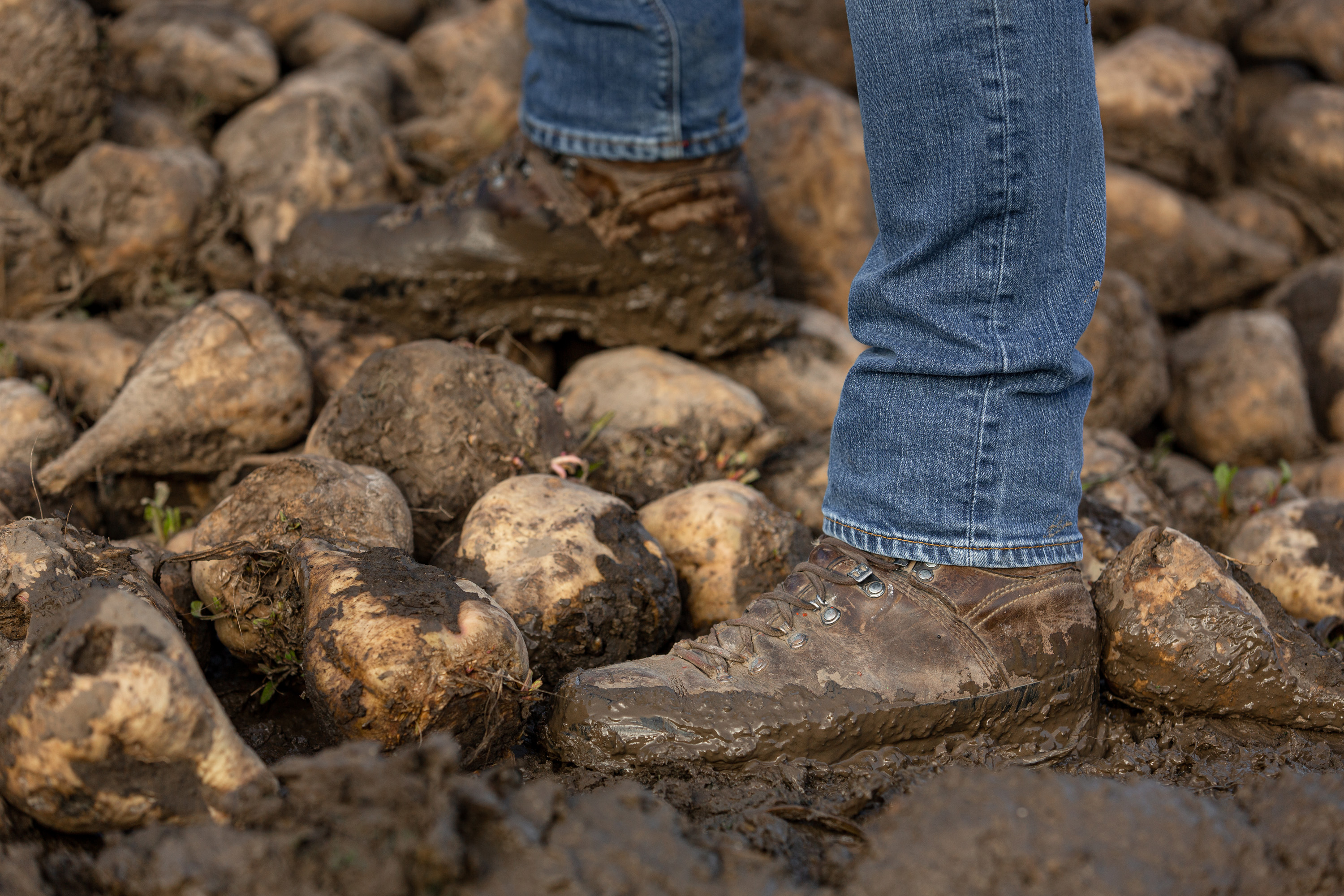 Close-up of farmer Christian Flögel, standing with muddy shoes between sugar beets.