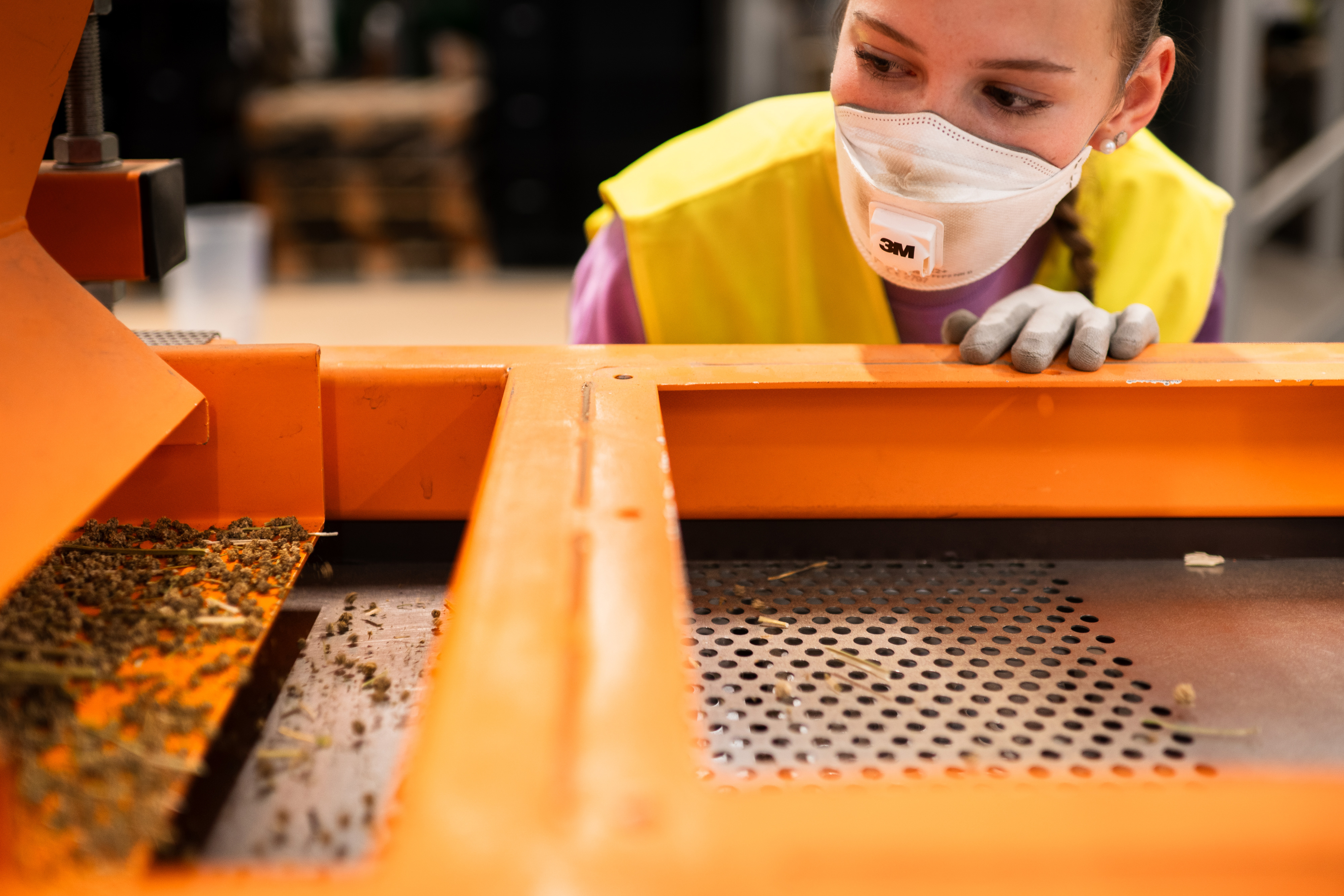 For processing, the seed is removed from soil, stones, stubble and plant residues. Sieving machines, wind turbines and a gravity table are available for cleaning.