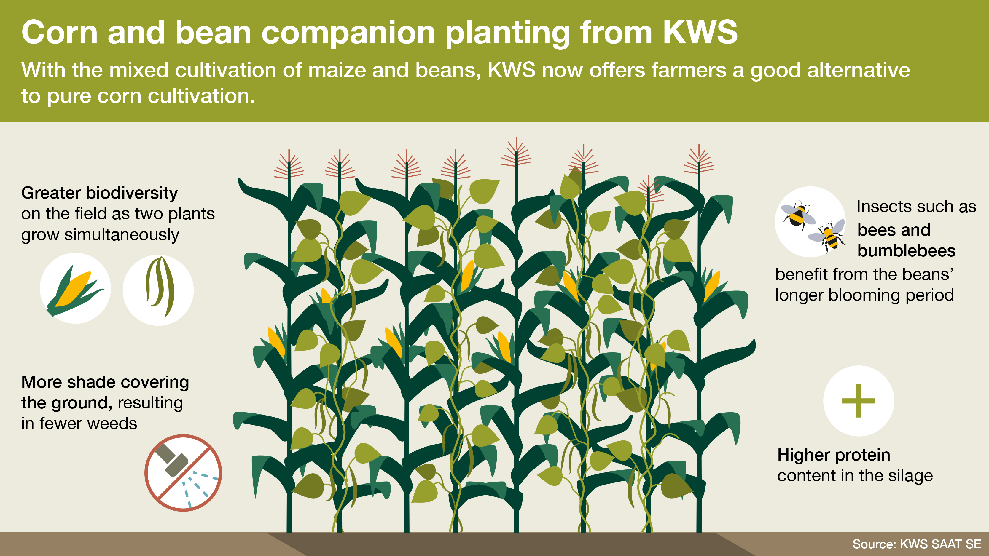 KWS infographics: Corn and runner beans combined: Good for animal feed, good for insects