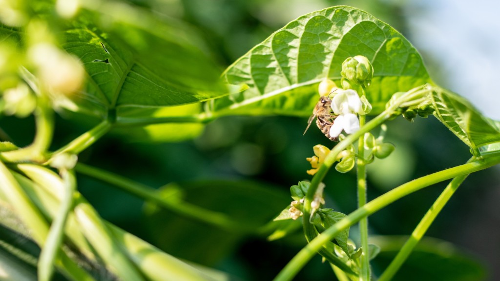 Corn and runner beans combined Good for animal feed, good for insects