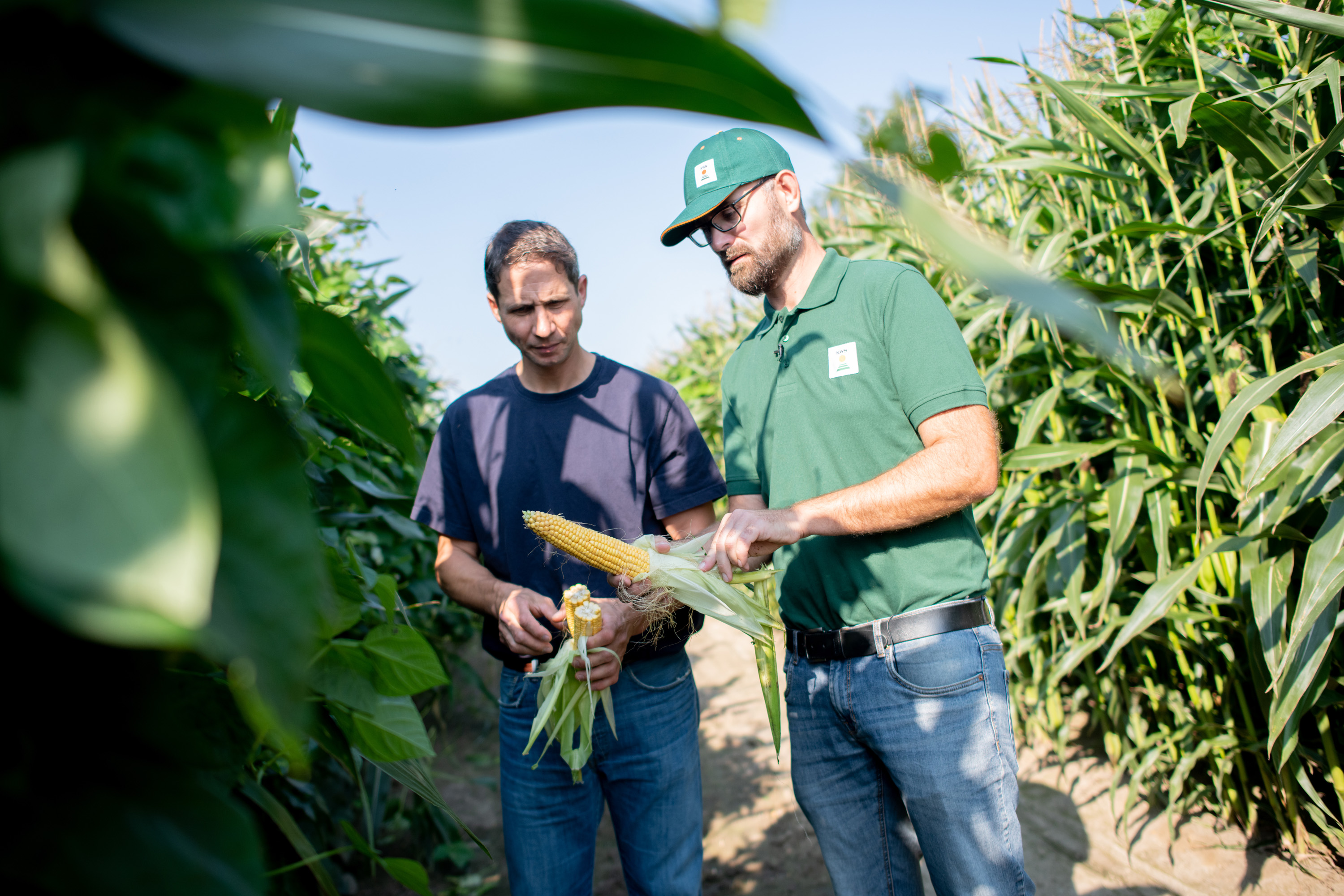 Farmer Friedrich-Wilhelm Klopp and KWS consultant Benjamin Simon are standing on the corn bean field.
