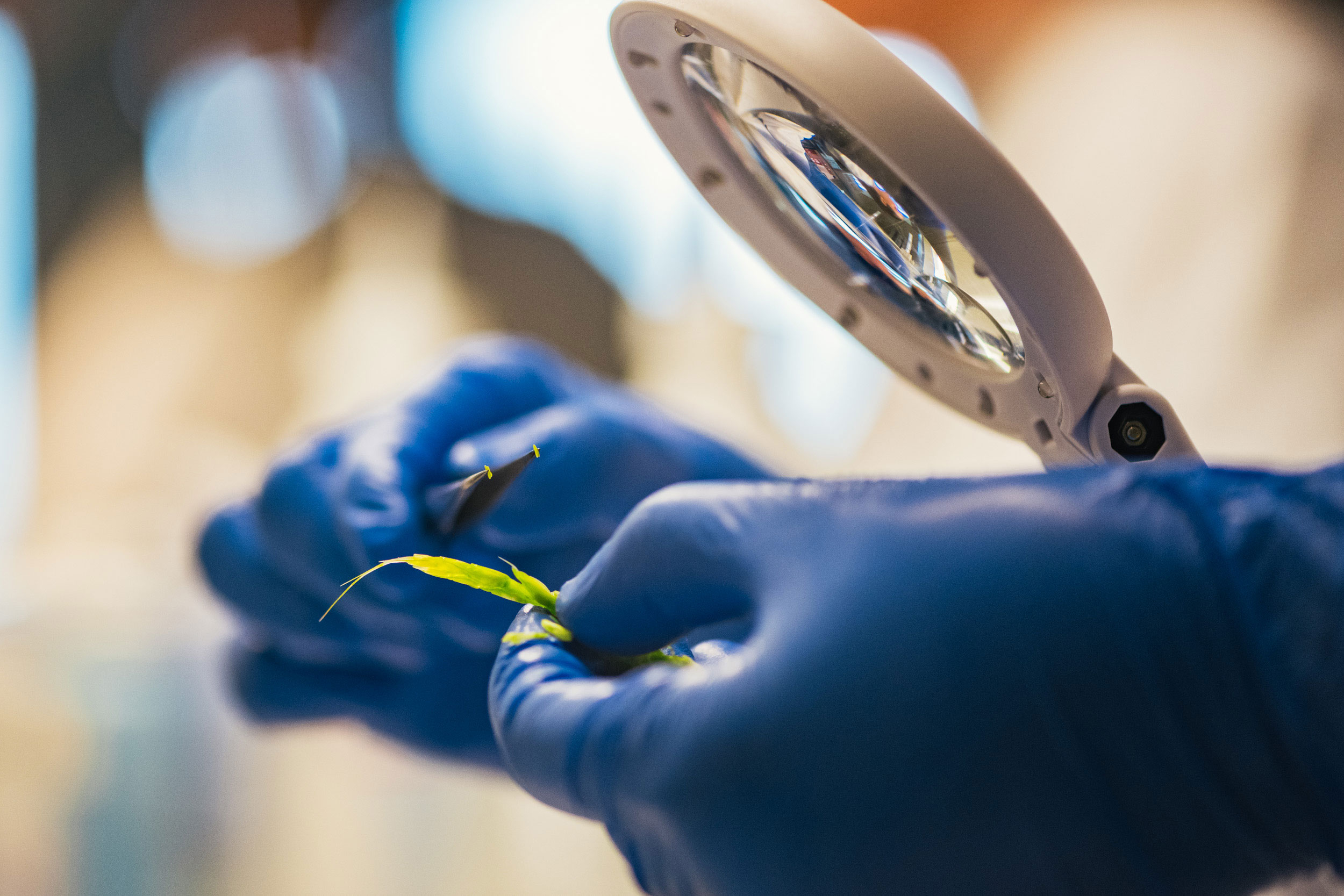 Um Doppelhaploide für die Hybridzüchtung zu produzieren, müssen die unreifen Pollenkörner, die so genannten Mikrosporen, verdoppelt werden. Sie befinden sich in den Antheren, den männlichen Fortpflanzungsorganen der Blüte.