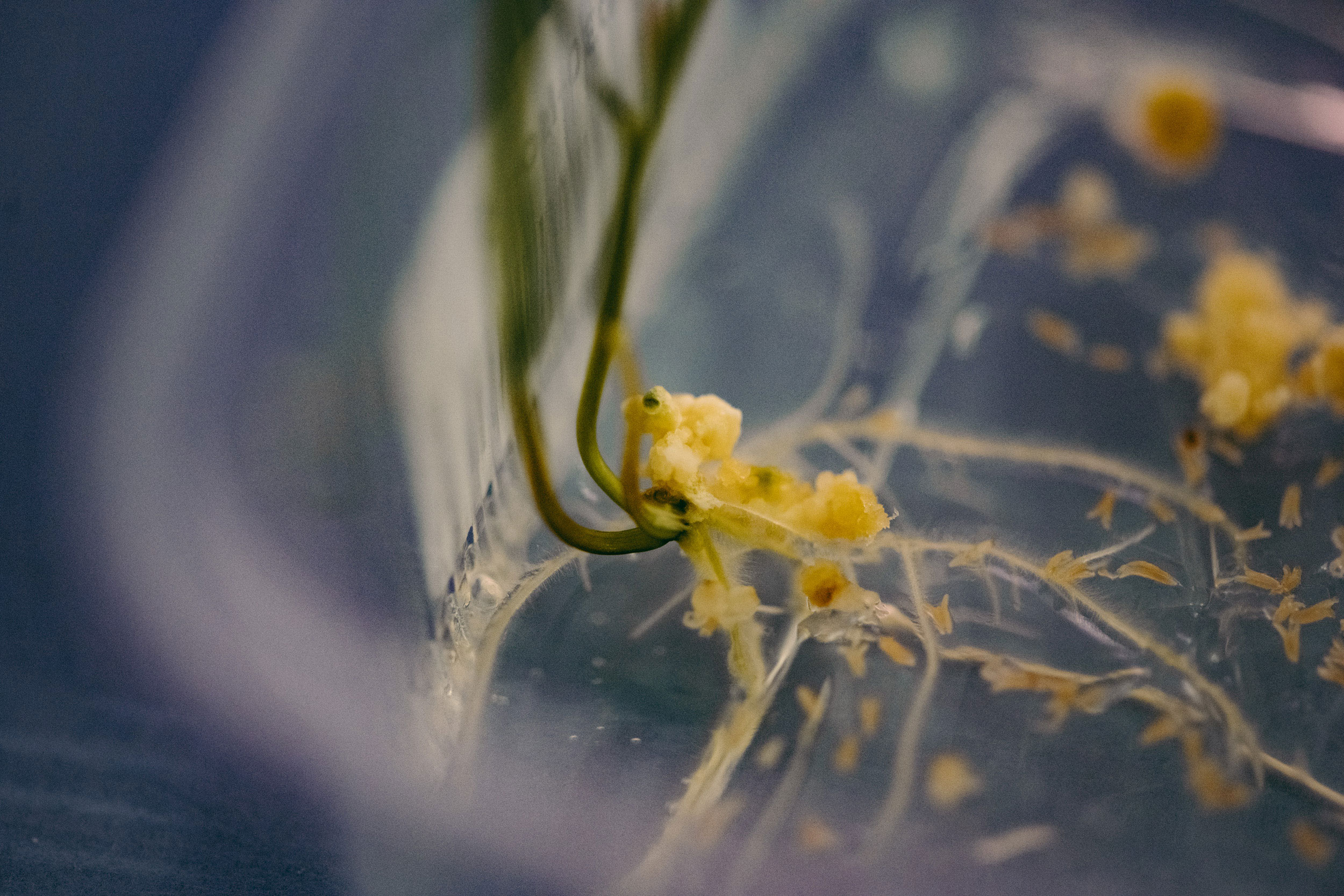 Die Versorgung mit wichtigen Nährstoffen und Hormonen regt die Zellteilung der Mikrosporen an. In der Regenerationskammer entwickeln sie sich zu Embryo-ähnlichen Strukturen weiter, aus denen sich neue, vollständige Pflanzen regenerieren können.