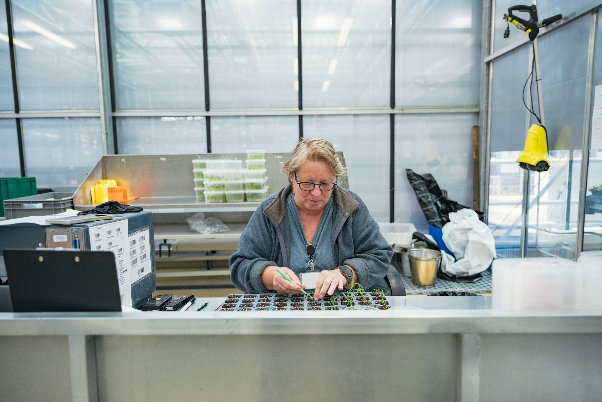 Die doppelhaploiden Pflanzen werden im Gewächshaus kultiviert und sind ideale Kreuzungspartner für die Hybridzüchtung.