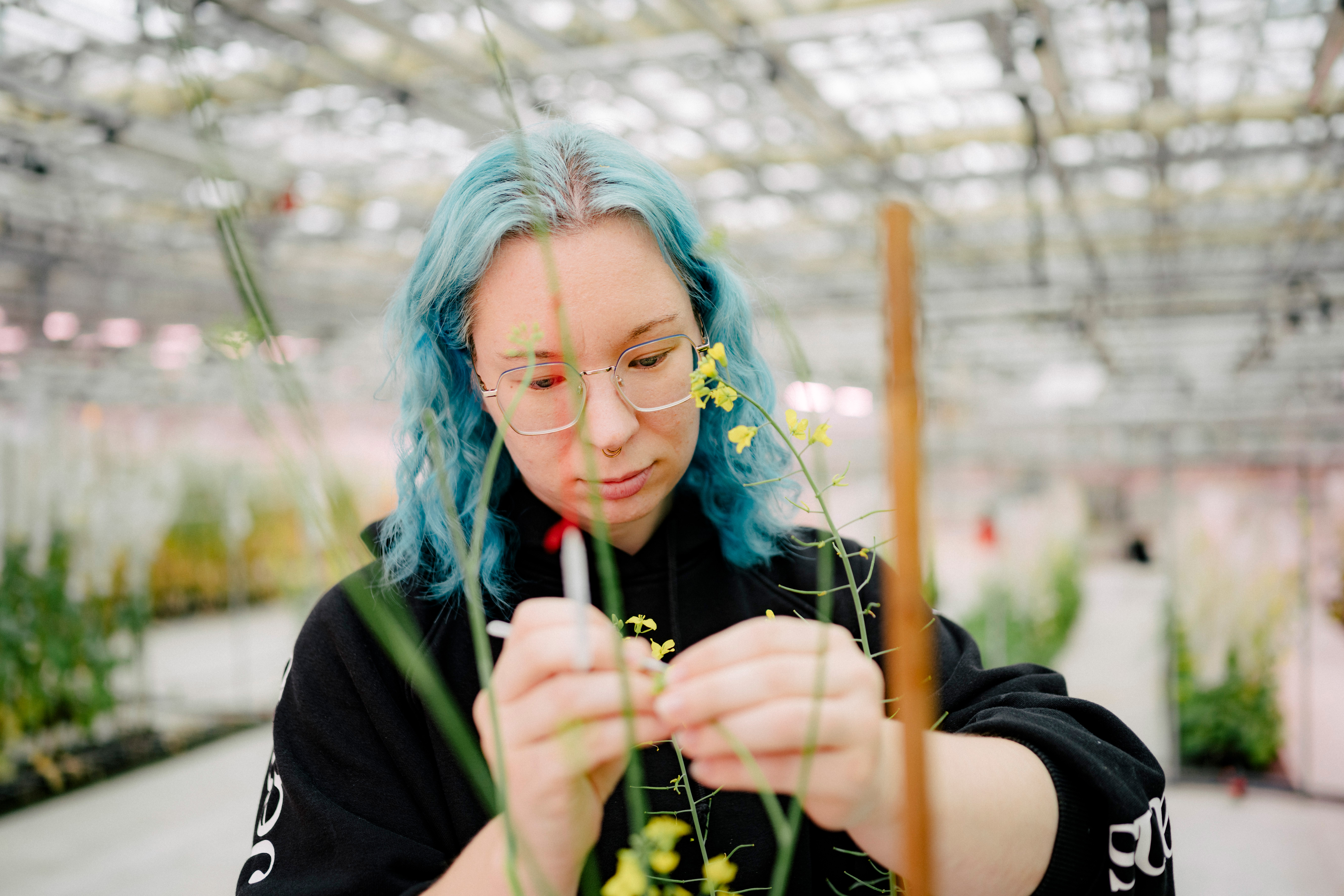 It normally takes 10 to 12 years to develop a variety. With the help of new breeding methods, the breeding process can be shortened by 20 to 30 percent.