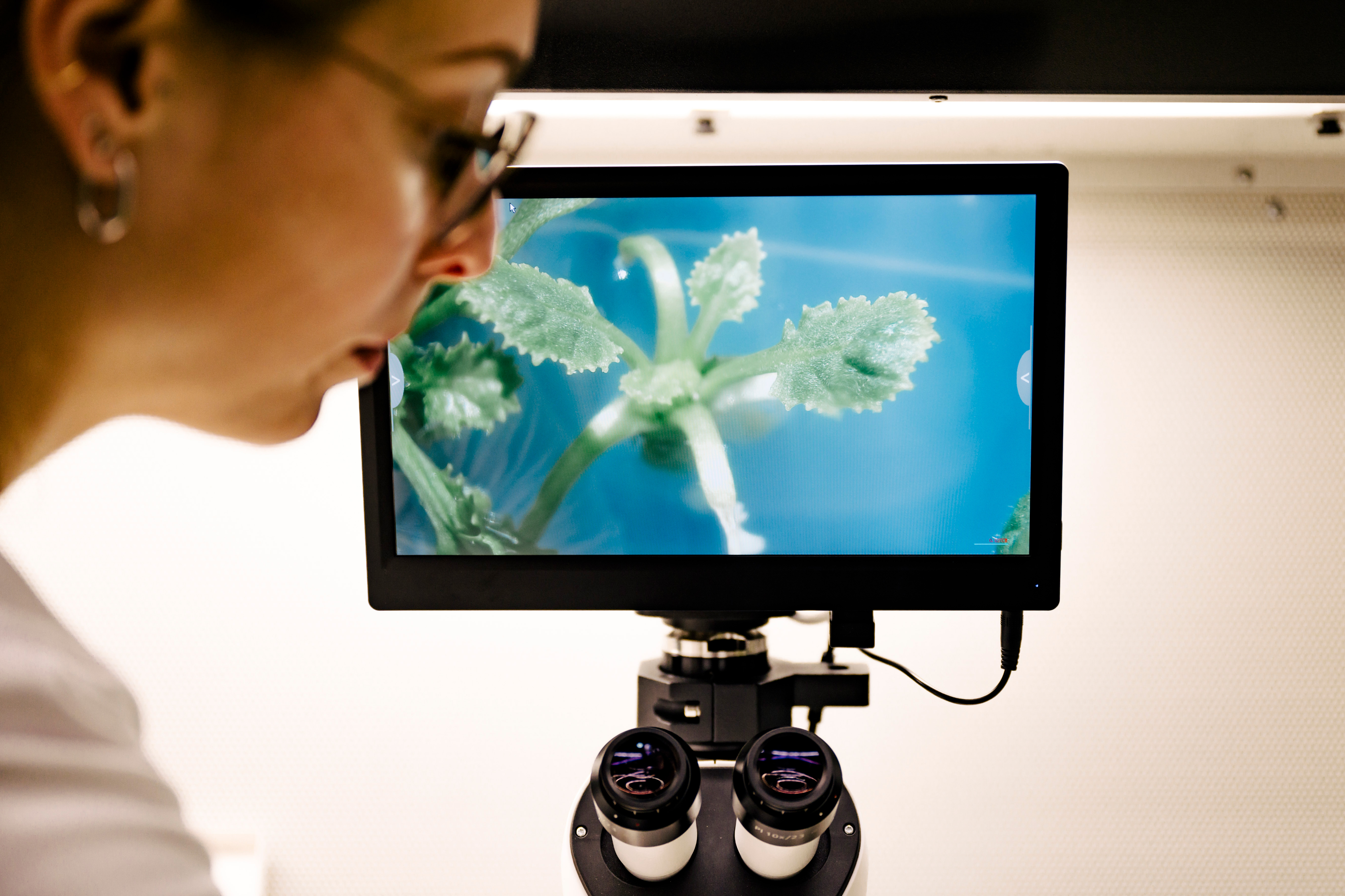 Once the cells have grown into small plants, it is shown whether they have the desired resistance to the cabbage stem flea beetle.