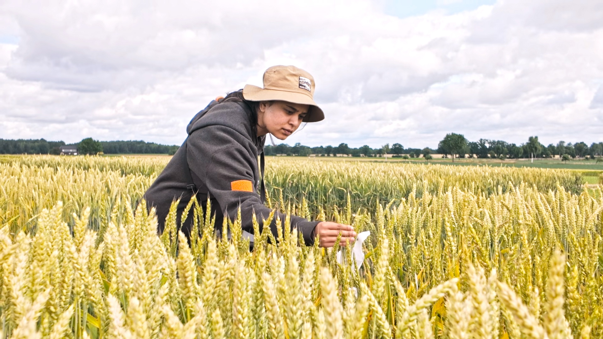 kws_world_of_farming_from_corn_to_potatoes_hybridweizen_02_00093573.jpg