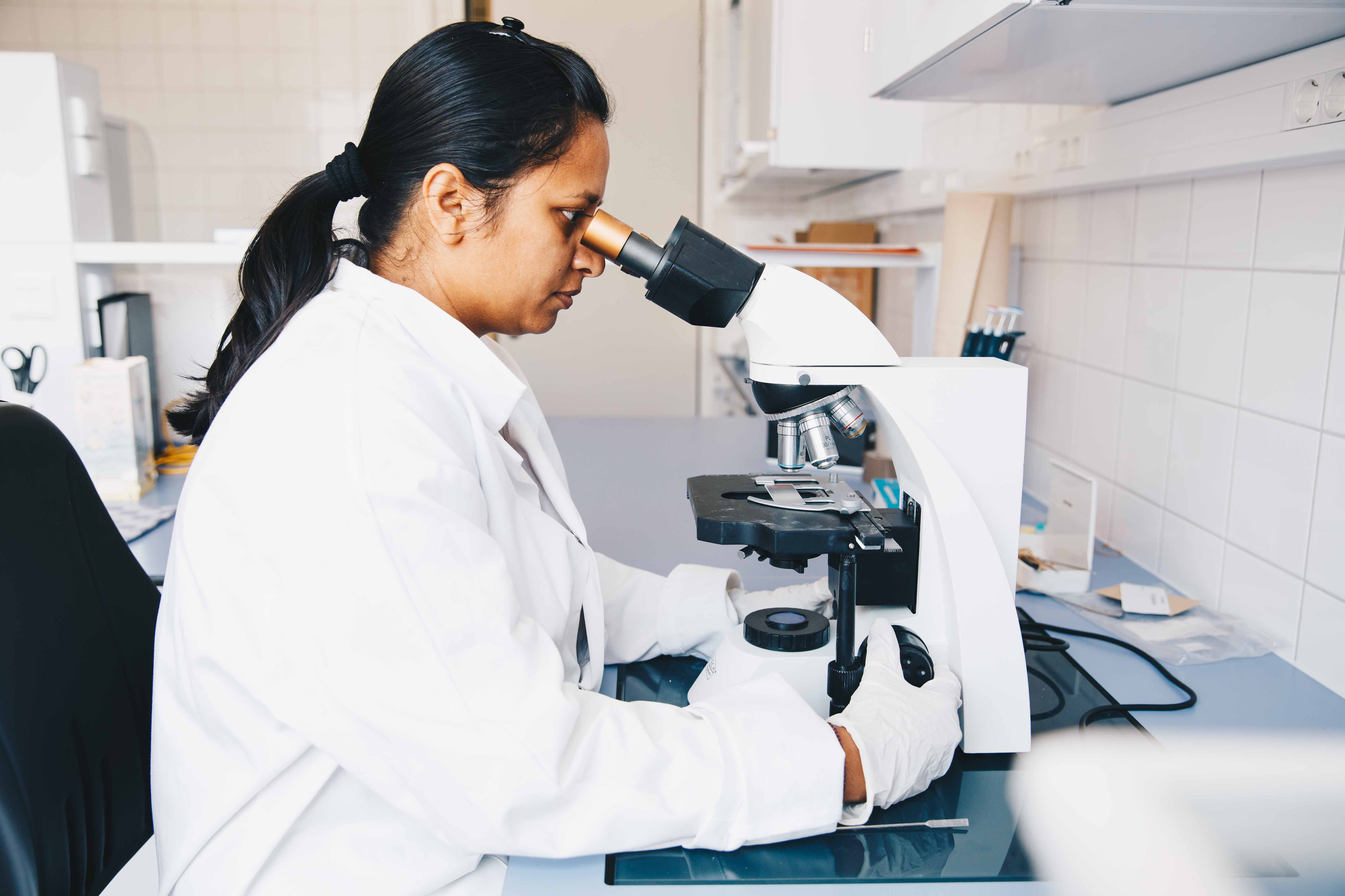 Jyoti Singla nemesítő a kórokozók spóráit vizsgálja mikroszkóppal.