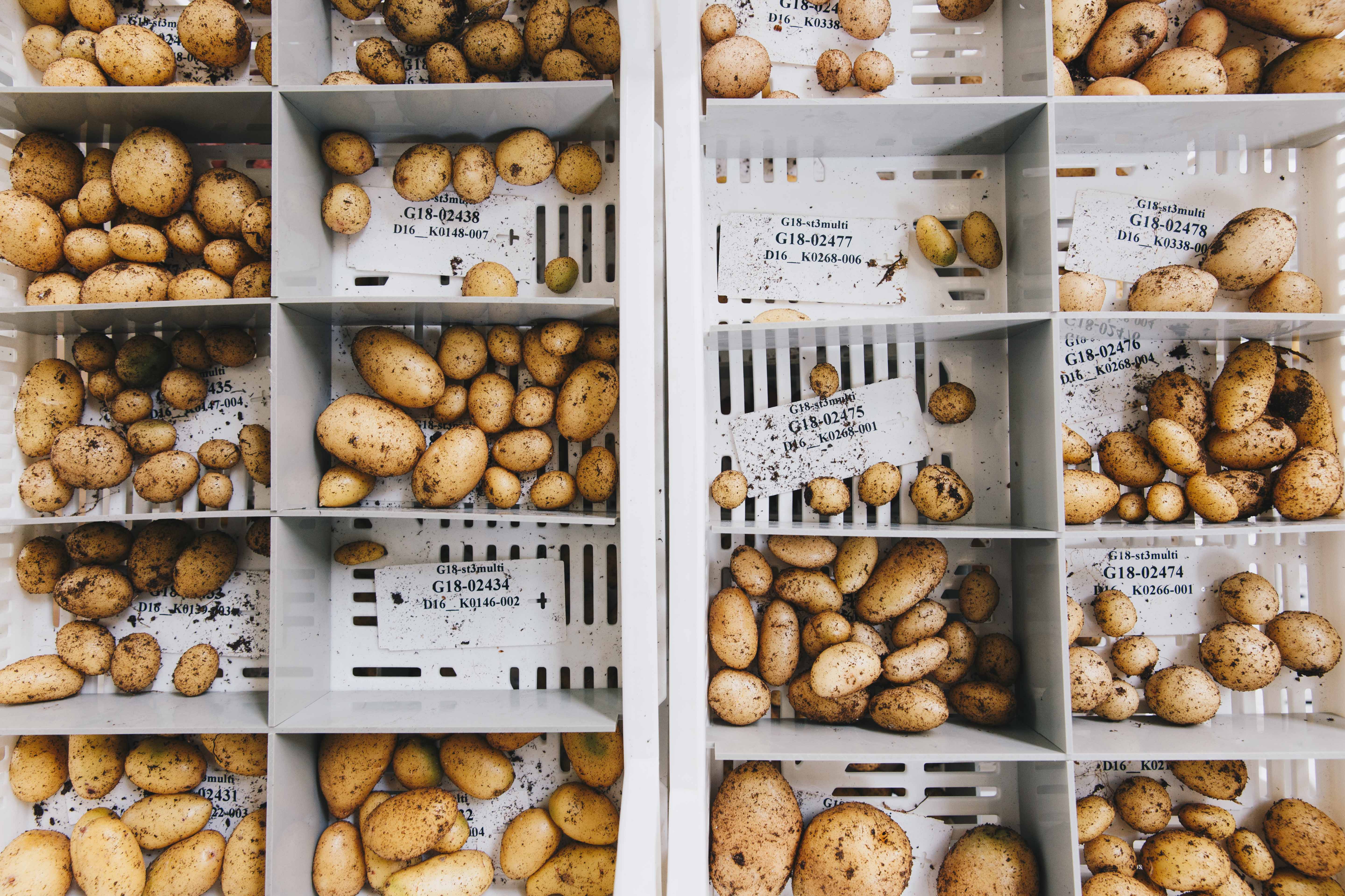 Analyse détaillée des pommes de terre récoltées