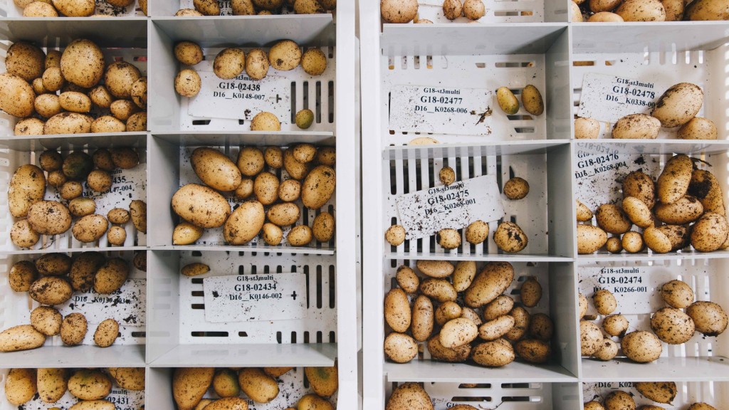 Detailed analysis of the harvested potatoes
