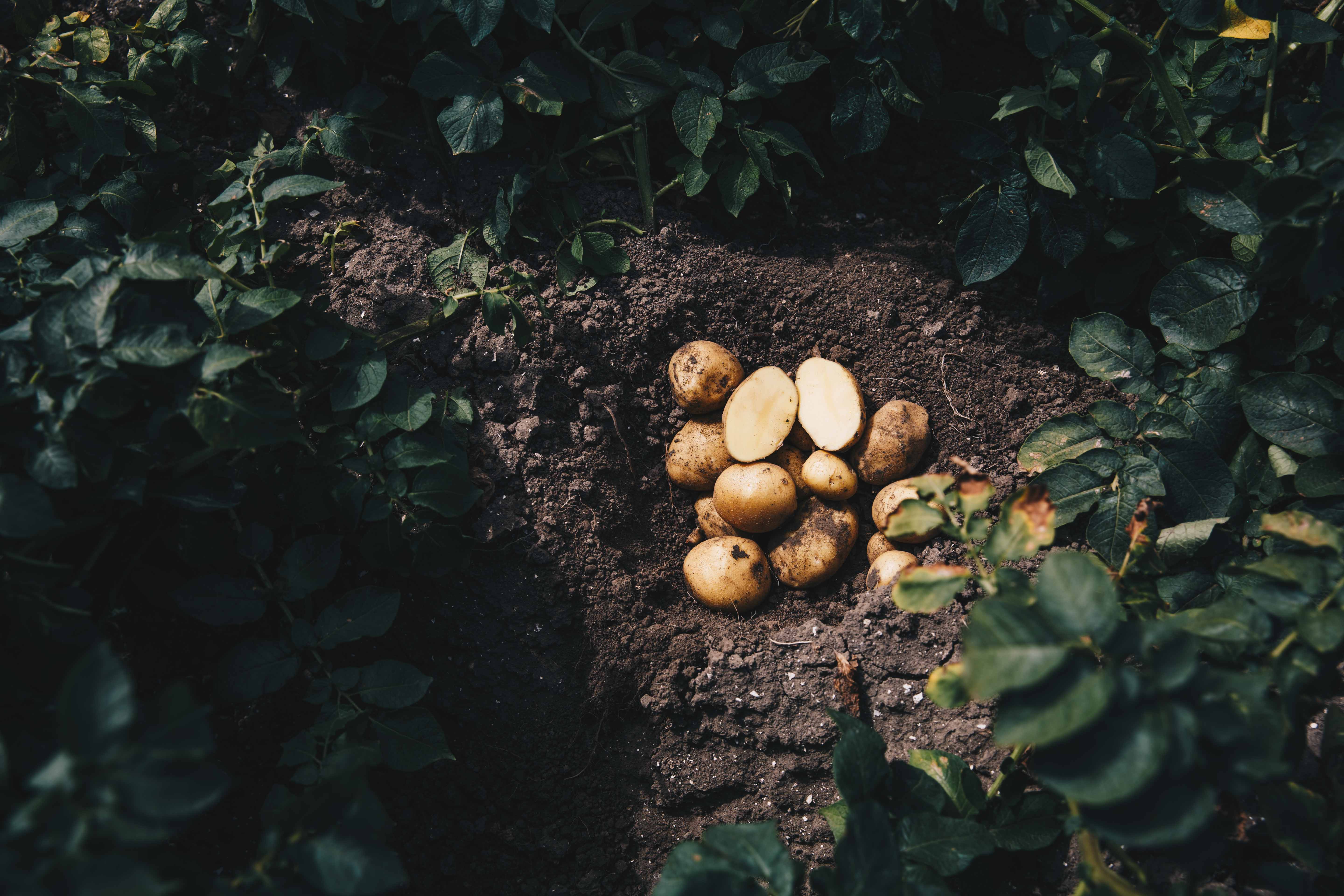 Potatoes are among the world's most important foodstuffs