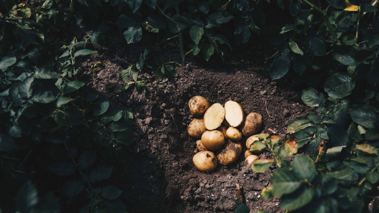 Potatoes are among the world's most important foodstuffs
