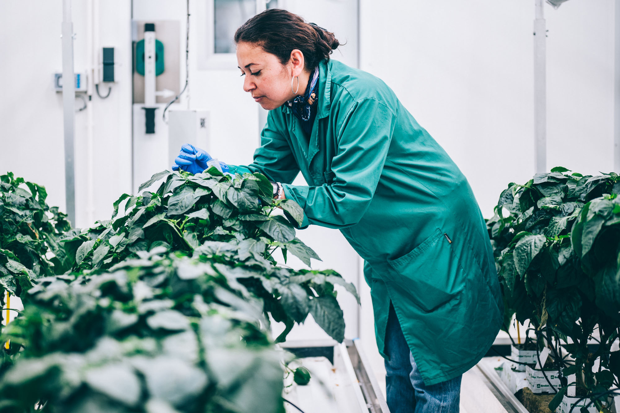 Once the cells have grown into small plants, it is shown whether they have the desired resistance to the cabbage stem flea beetle.