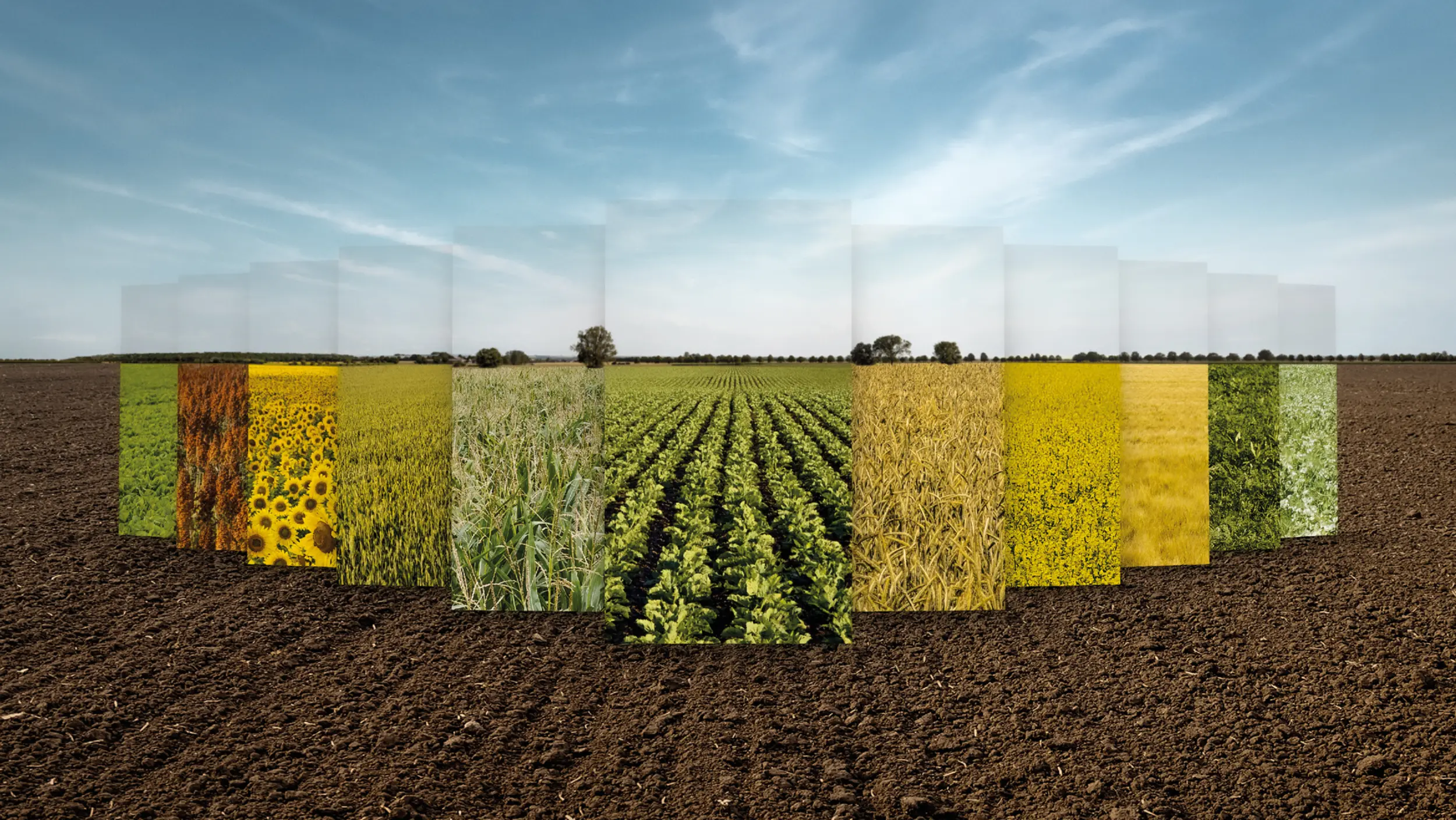 field collage with different crops