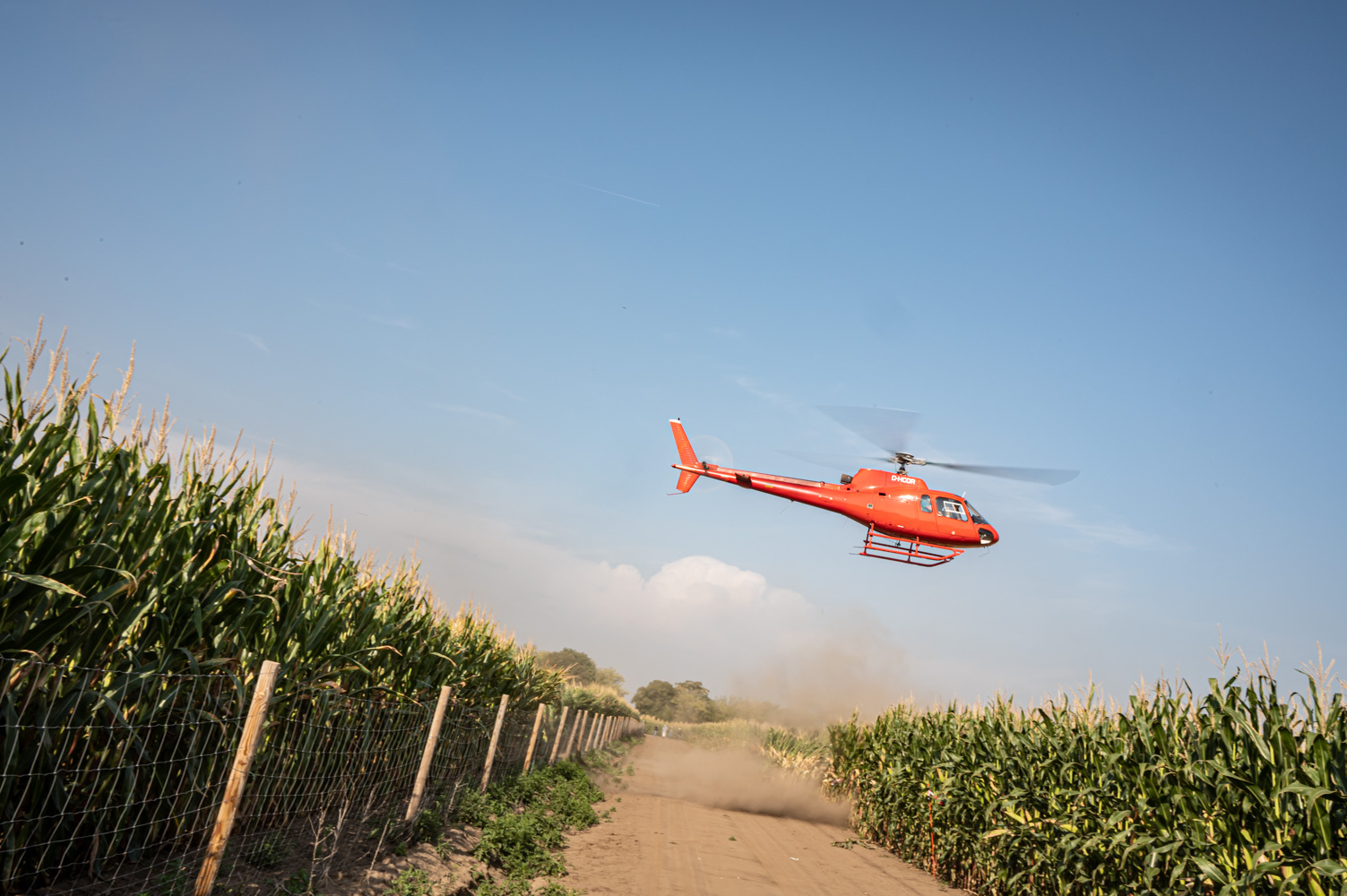 KWS testet mit Helikoptern die Standfestigkeit von Maissorten