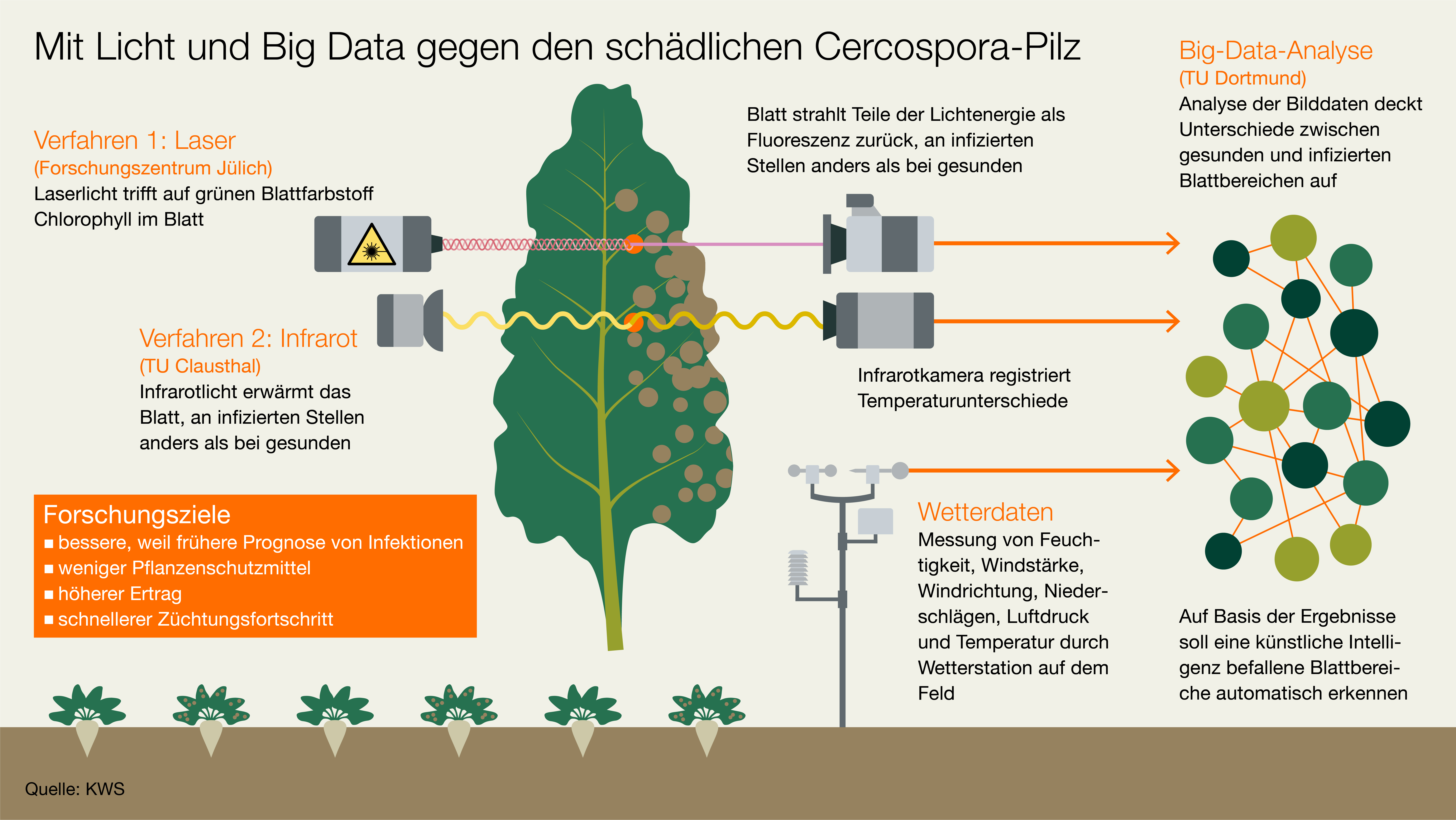 KWS Infografik: Mit Licht und Big Data gegen den schädlichen Cercospora-Pilz