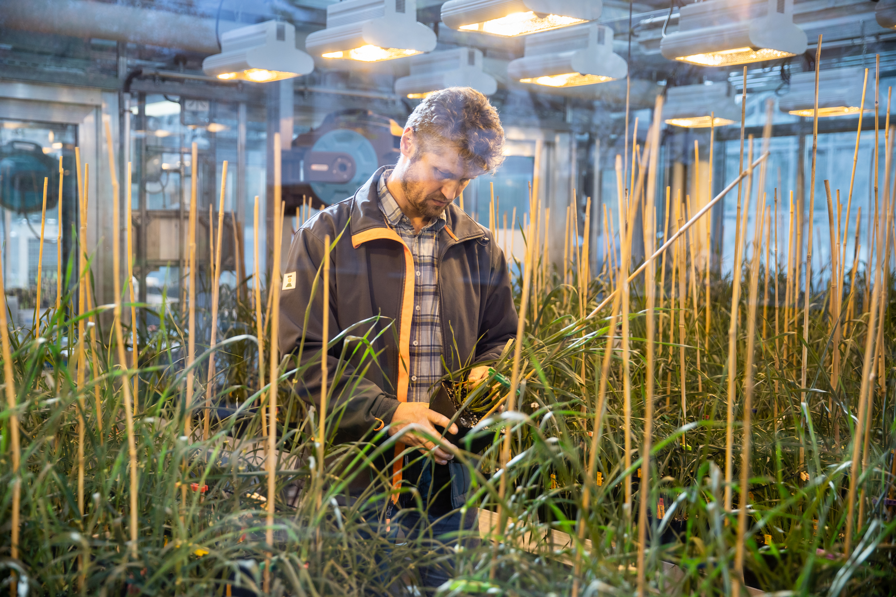 Pre-Breeder Klaus Oldach inspects the growth of the barley plants in the greenhouse.  