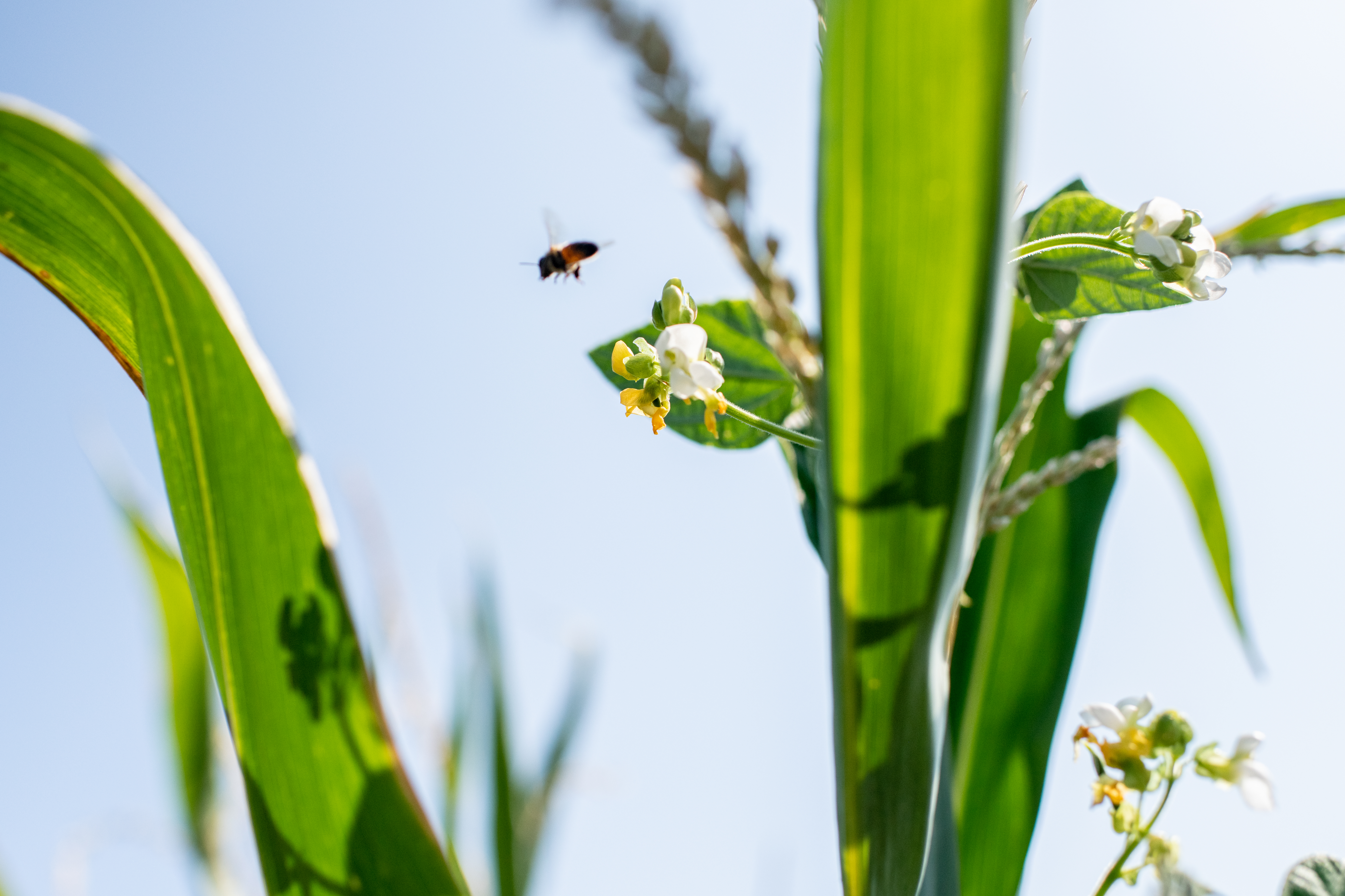 Eine Biene hebt von der Blüte der Stangenbohne ab und fliegt in die Luft.