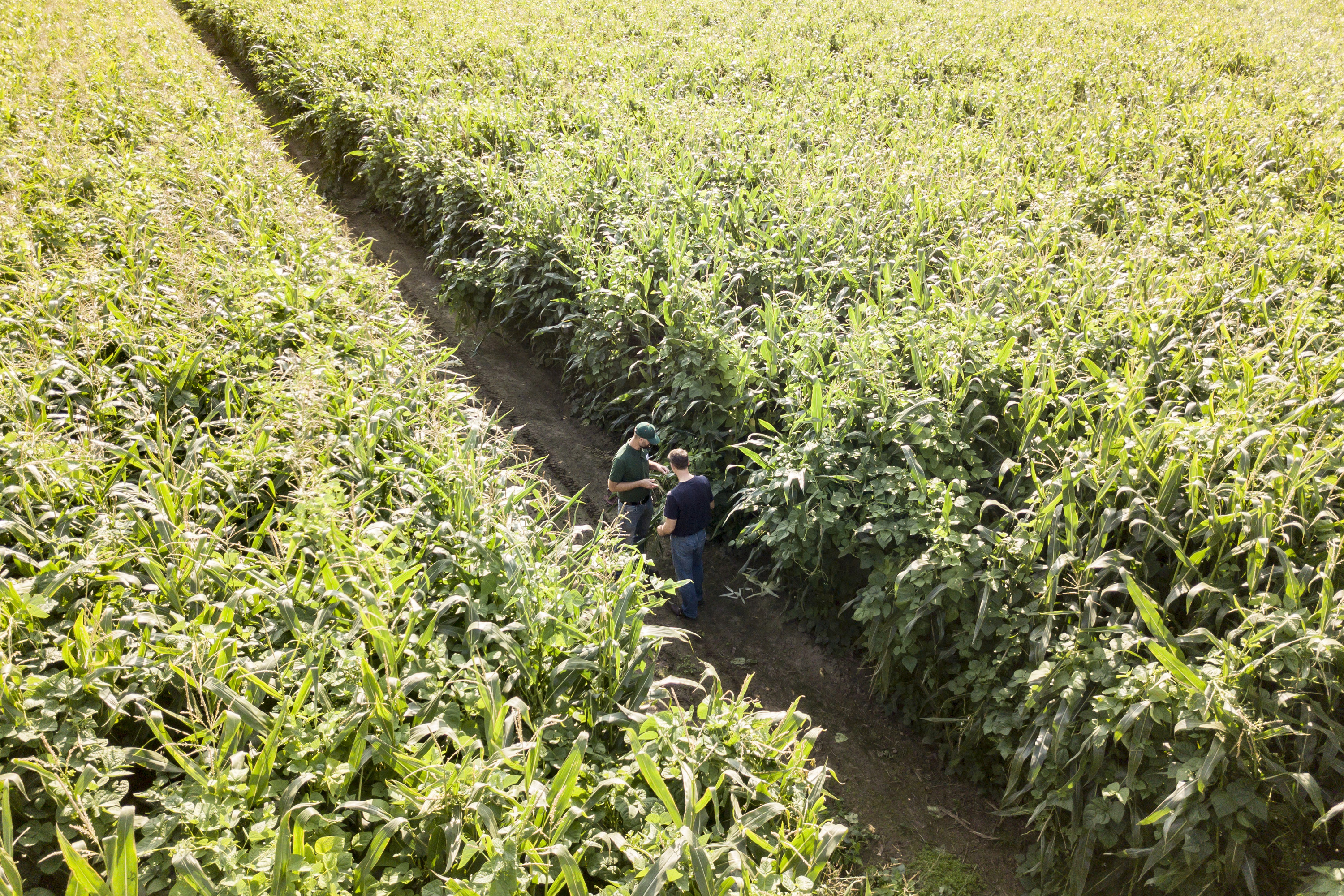 Landwirt Friedrich-Wilhelm Klopp und KWS-Fachberater Philip Jung stehen auf einem Feld von Mais und Stangenbohnen.
