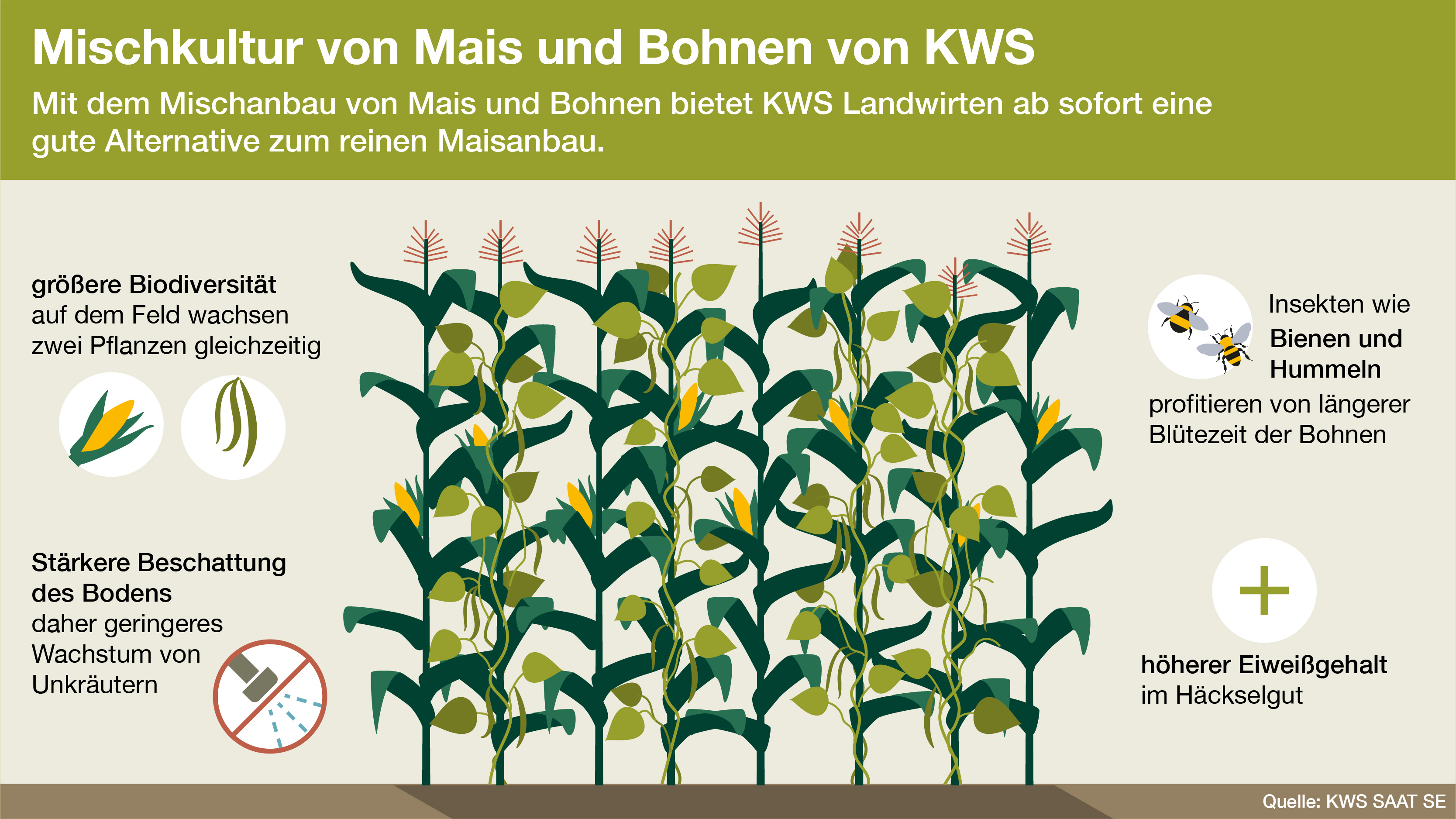 KWS Infografik: Mischkultur von Mais und Bohnen von KWS