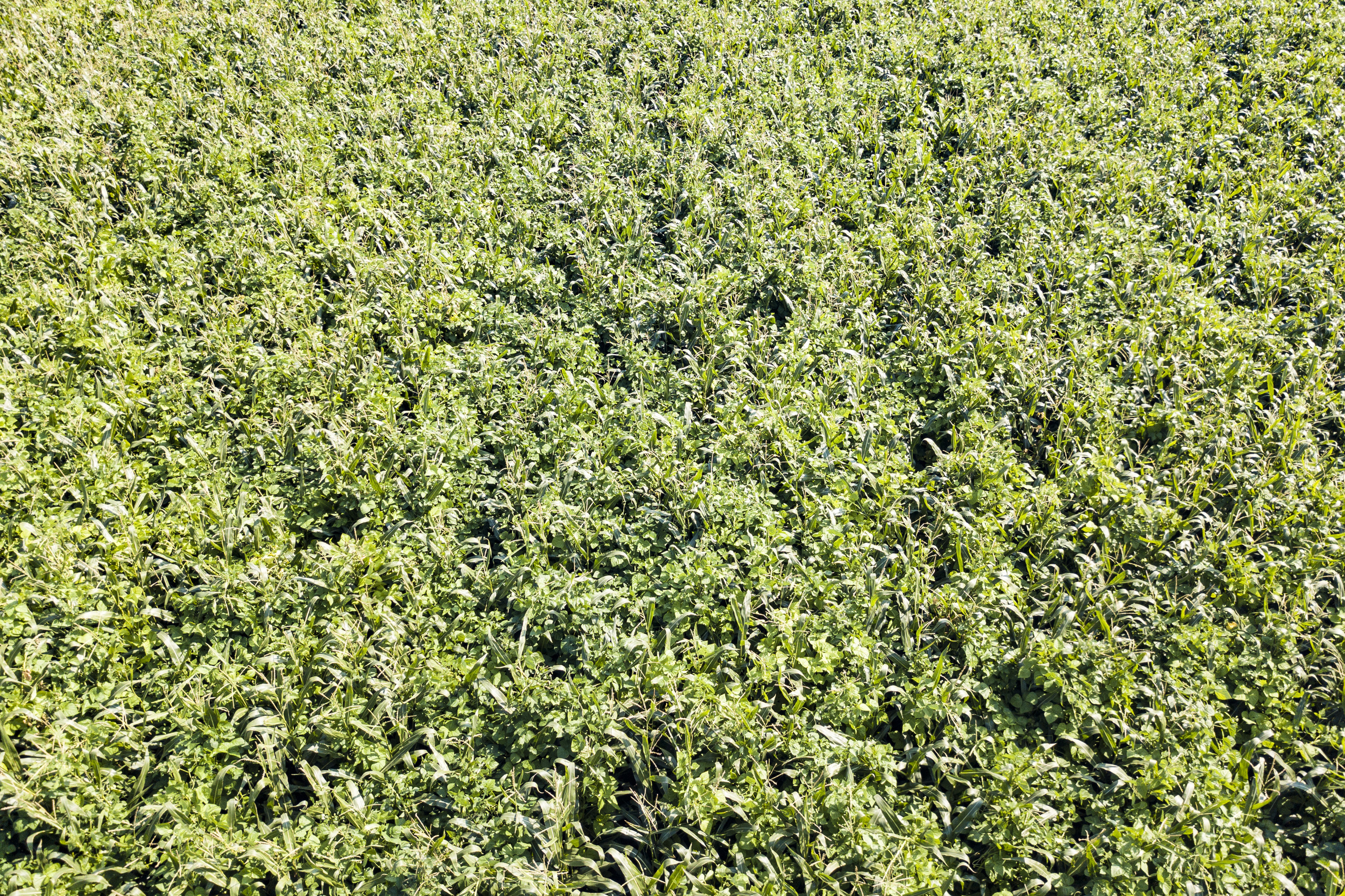 Luftaufnahme eines Feldes, das mit Mais und Stangenbohnen bewachsen ist.
