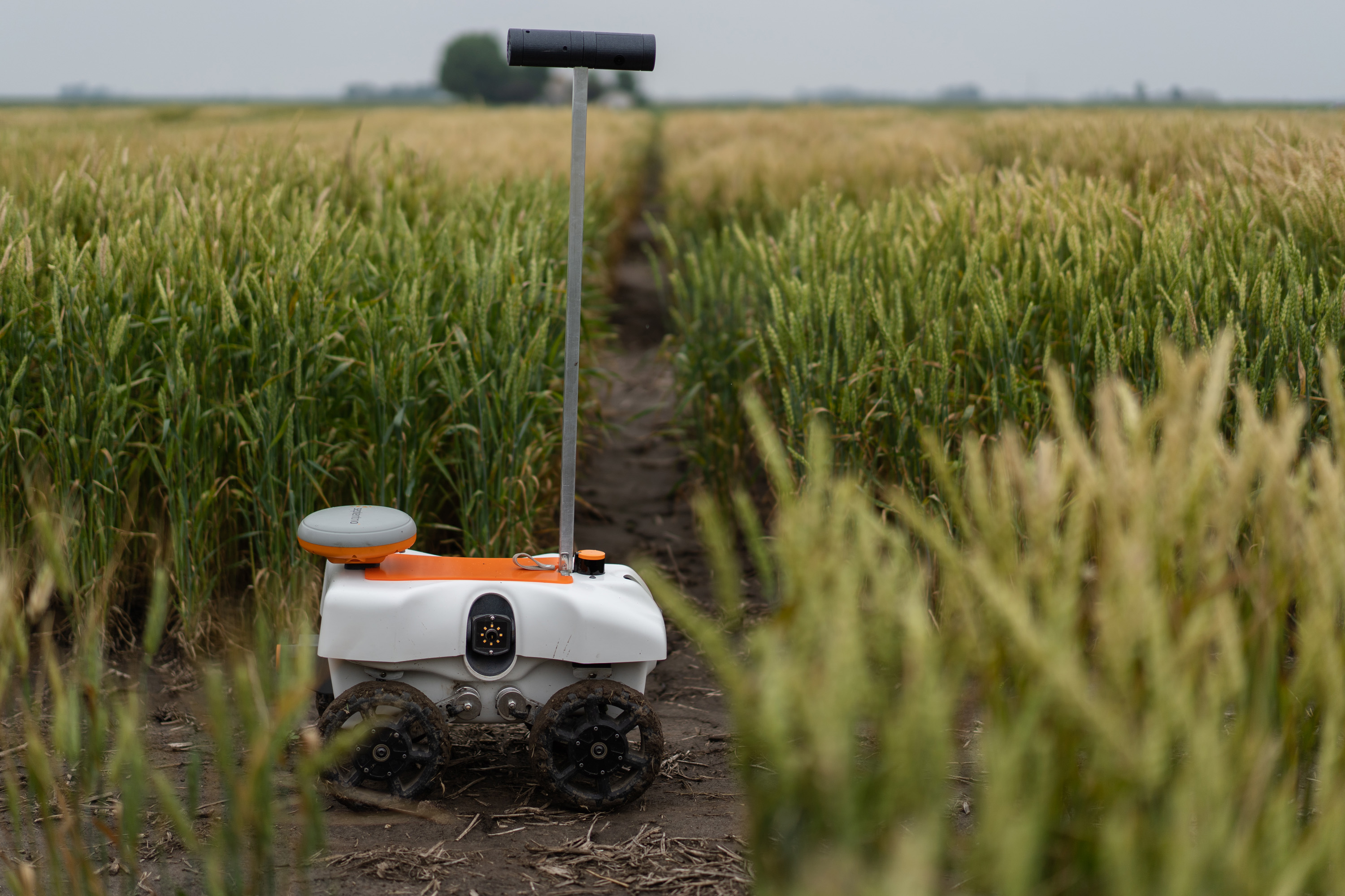 Der Roboter TerraSentia des Agrar-Start-ups EarthSense fährt durch die Parzellen eines Weizen-Versuchsfelds. An einem Mast sind in etwa einem Meter Höhe in einer Röhre zwei Kameras montiert.
