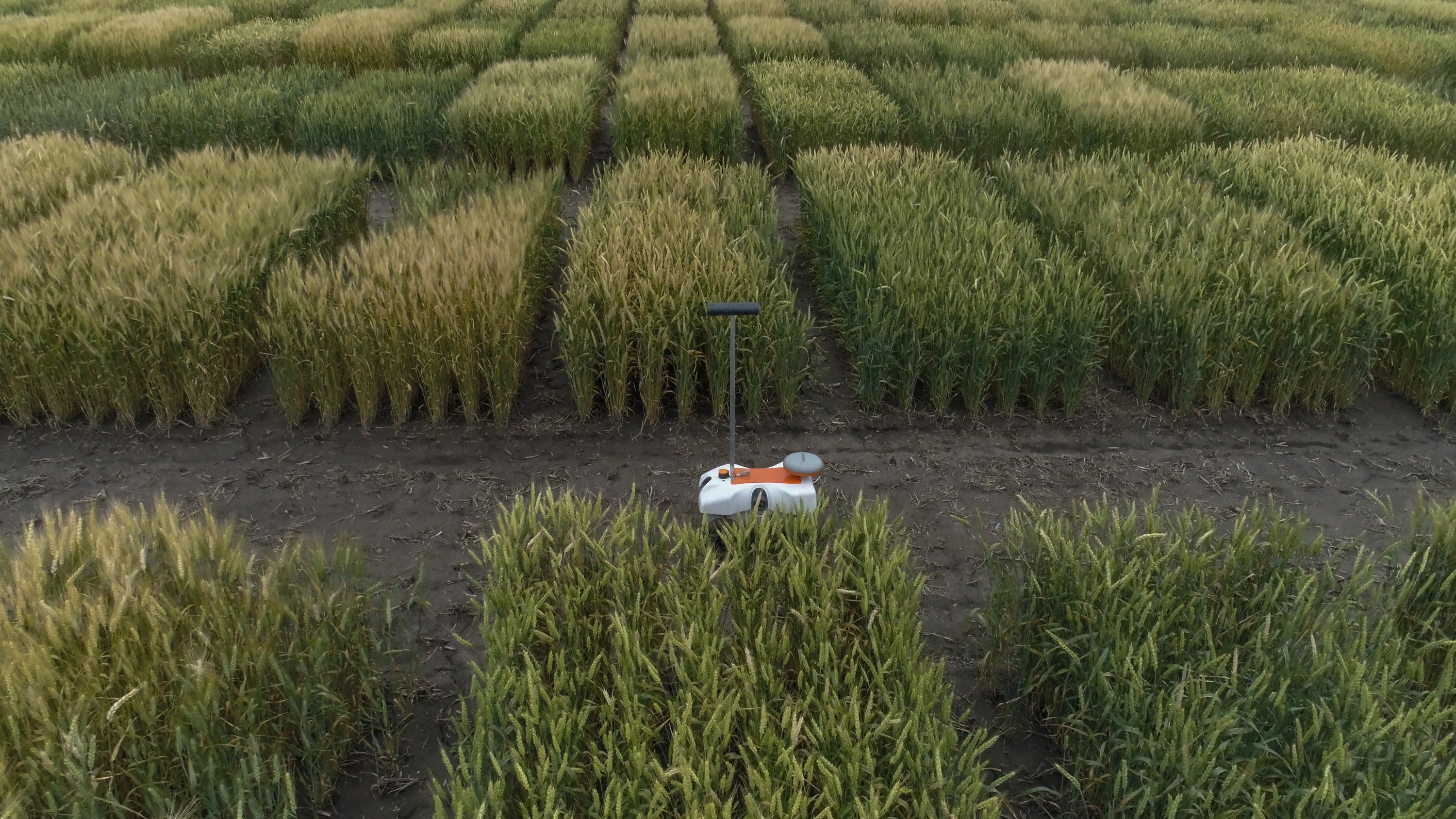 Der Roboter TerraSentia des Agrar-Start-ups EarthSense fährt durch die Parzellen eines Weizen-Versuchsfelds.