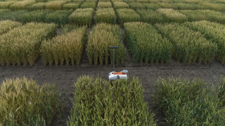 Der Roboter TerraSentia des Agrar-Start-ups EarthSense fährt durch die Parzellen eines Weizen-Versuchsfelds.