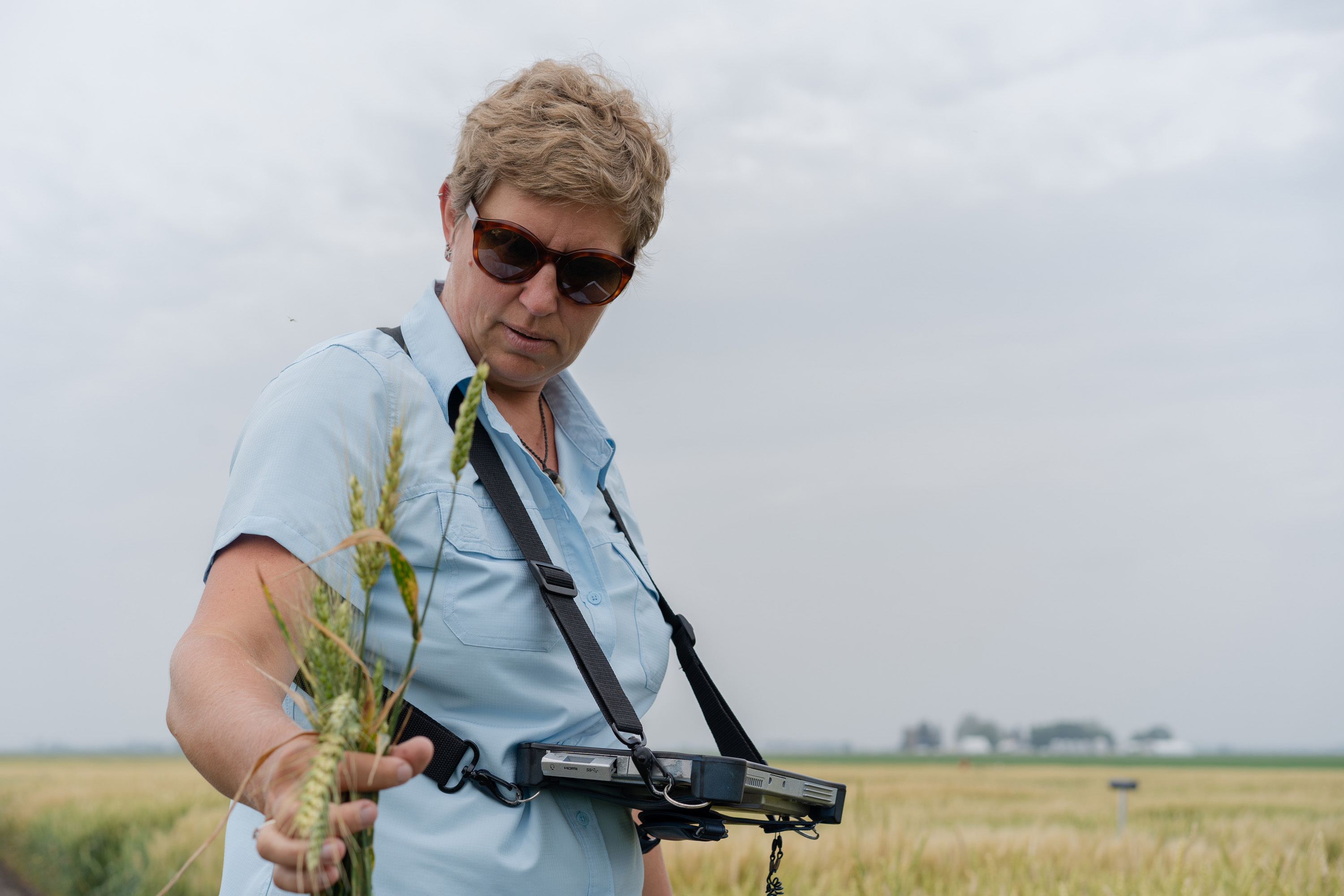 Jana Murche, Leiterin der Weizenzucht in den USA, tastet am Kopf einer Weizenpflanze.
