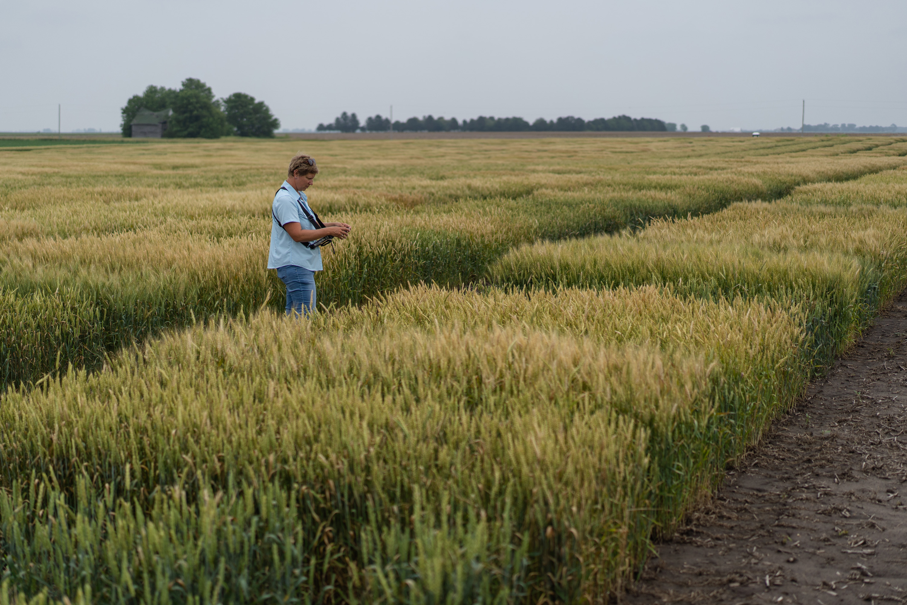 Jana Murche, Leiterin der Weizenzucht in den USA, steht auf einem Weizen-Versuchsfeld von KWS in Champaign (US-Bundesstaat Illinois)