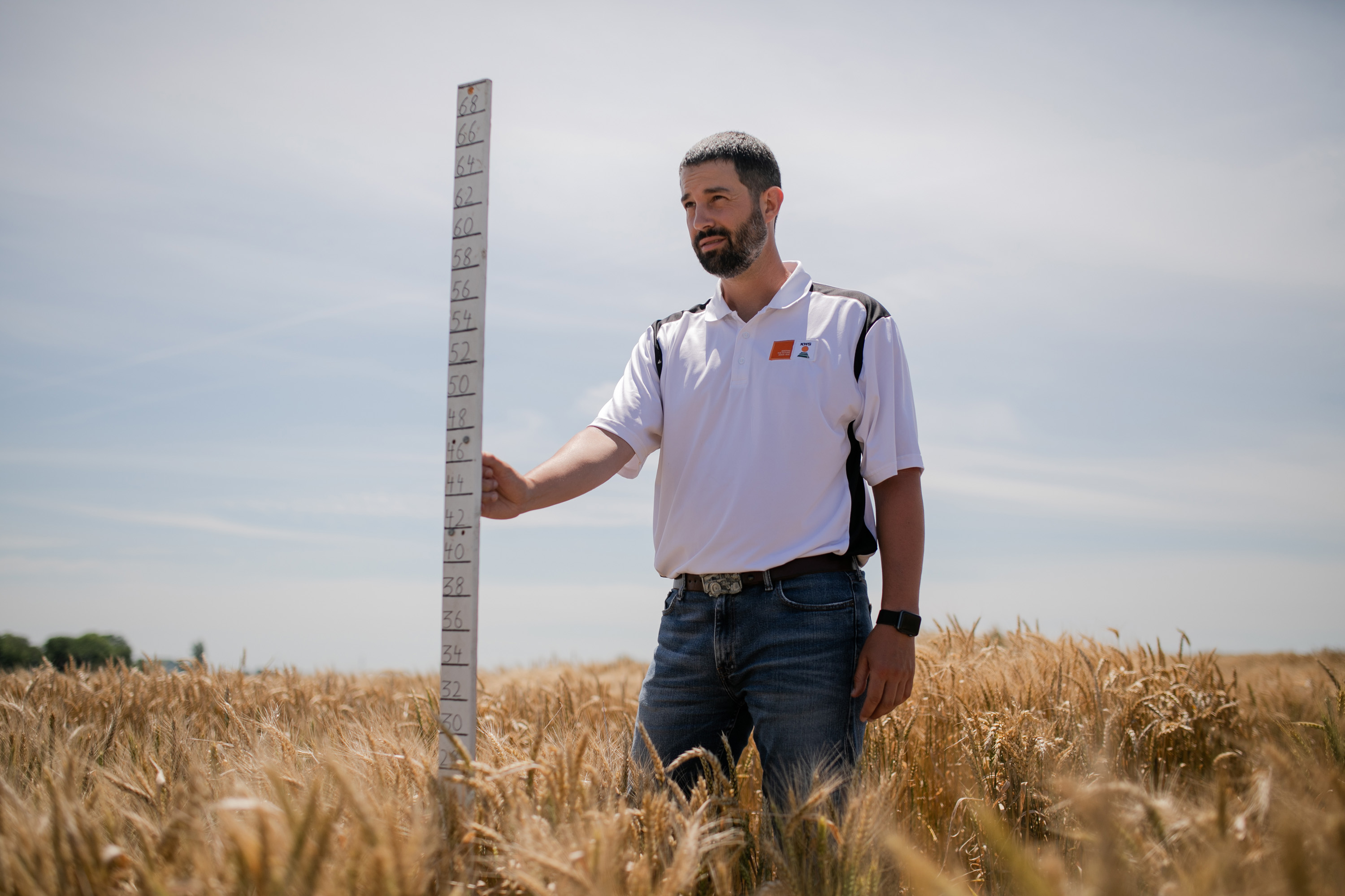 KWS-Weizenzüchter Mark Christopher steht mit einem großen Zollstock in einem Weizenfeld, um die Höhe der Pflanzen zu bestimmen.